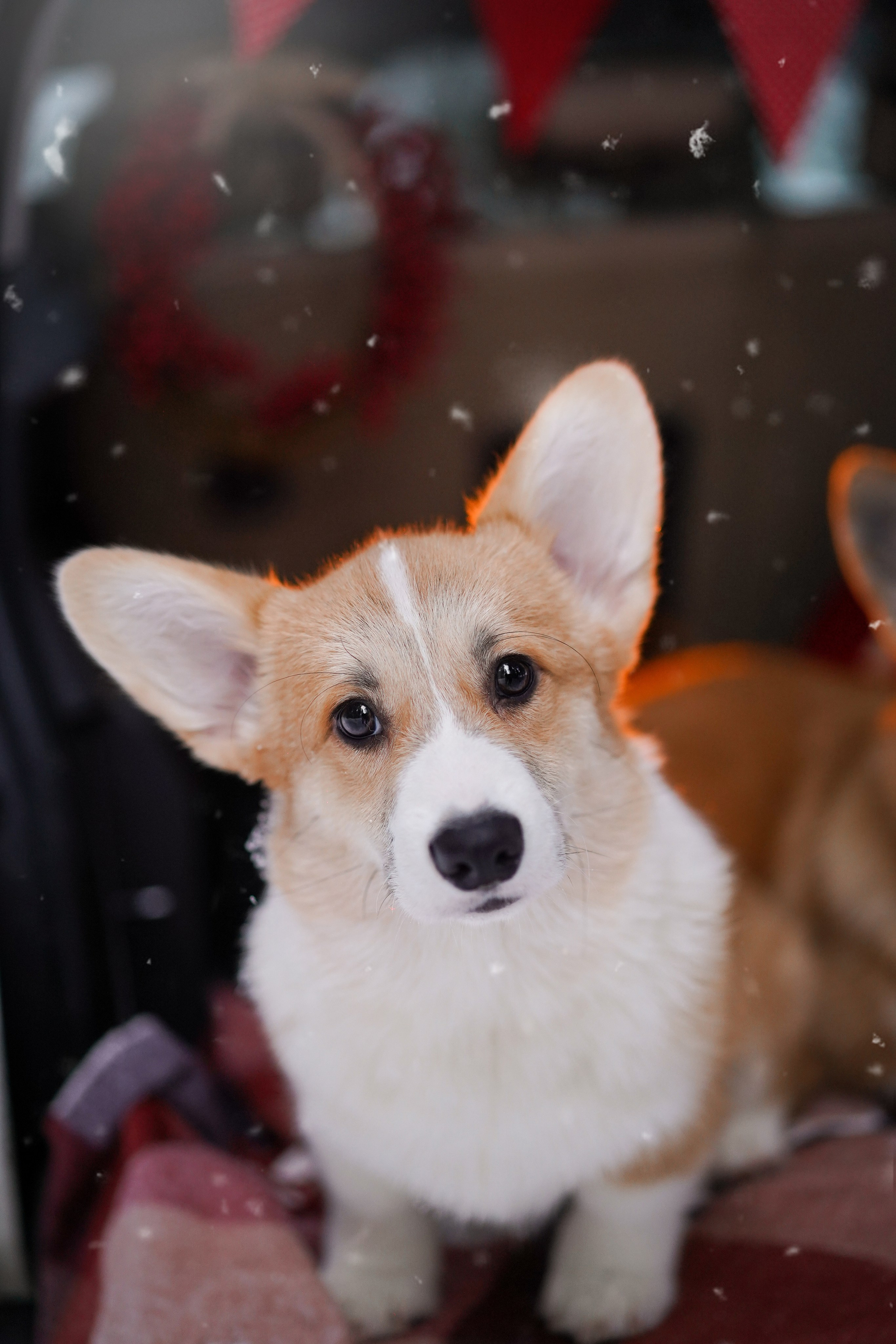 Катя Рокки и Честер. Фотограф-анималист в Санкт-Петербурге Яна Мартынова