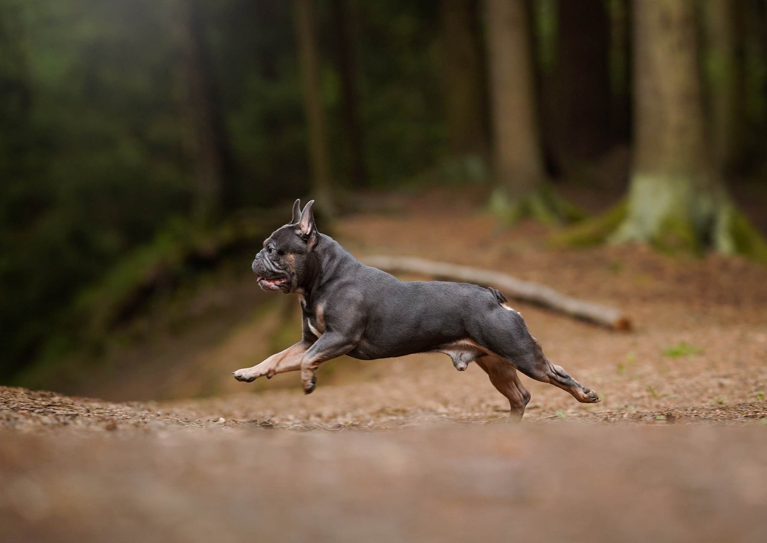 Юлия Петя и Моника. Фотограф-анималист в Санкт-Петербурге Яна Мартынова