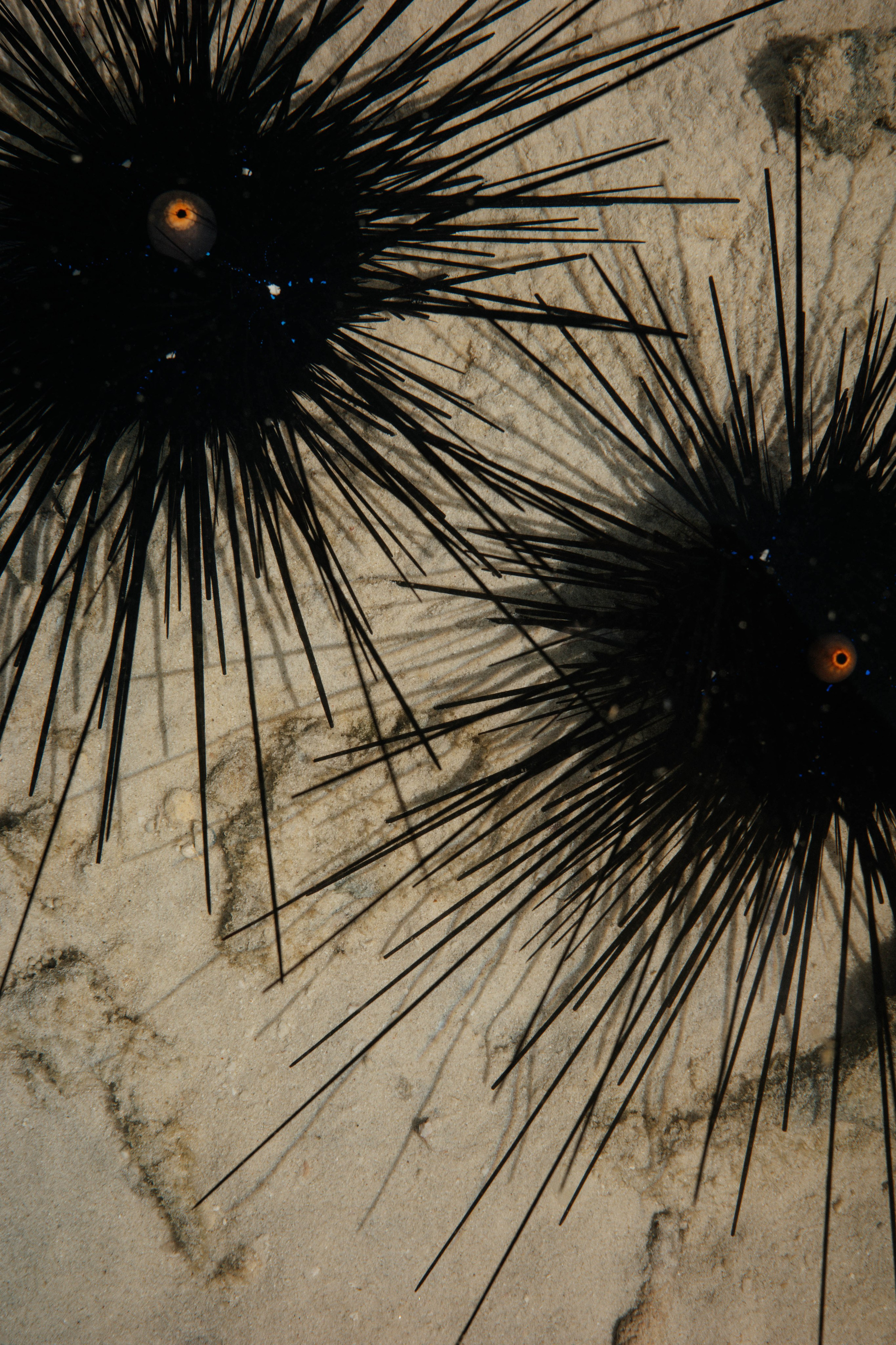 Тай, 2023. Свадебный фотограф Москва Александра Аверкова