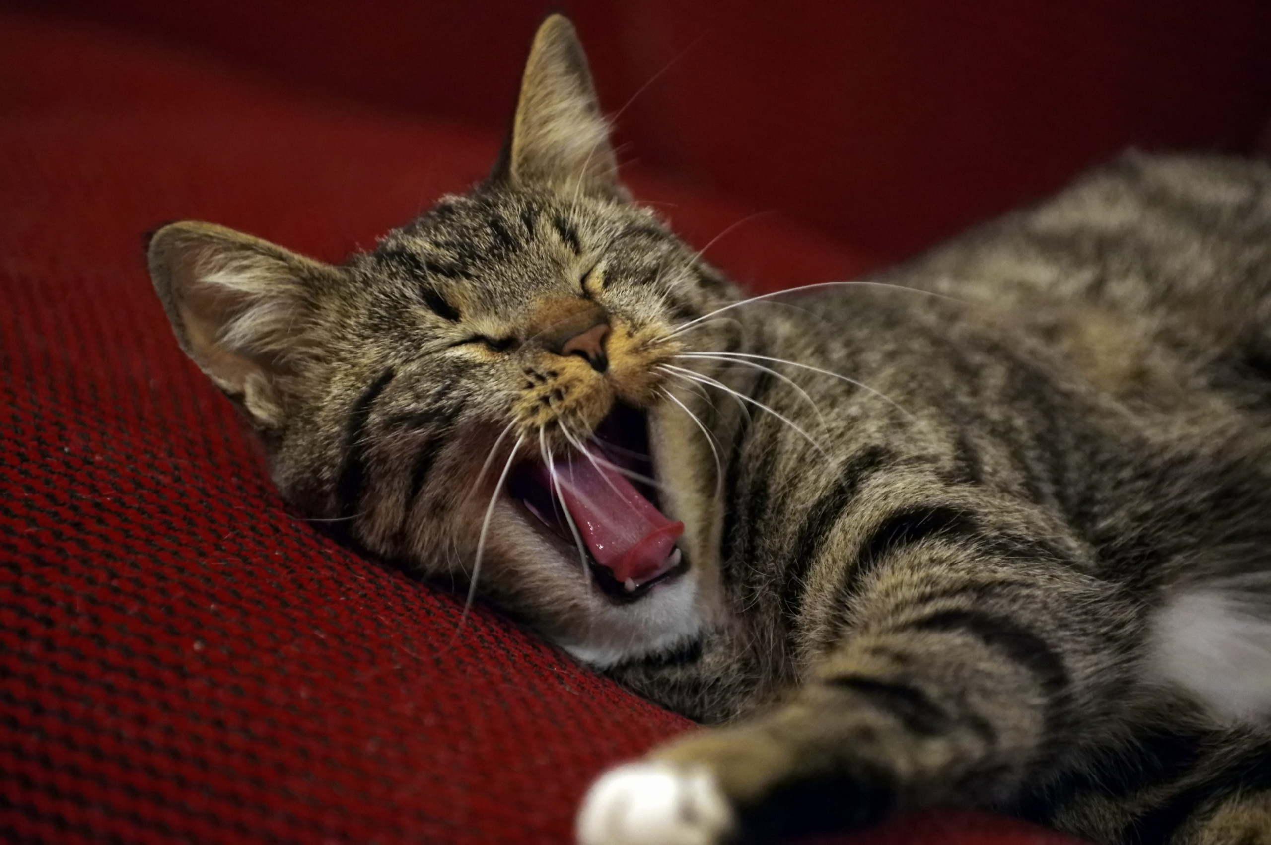 Прошка. Вадим Шейдин