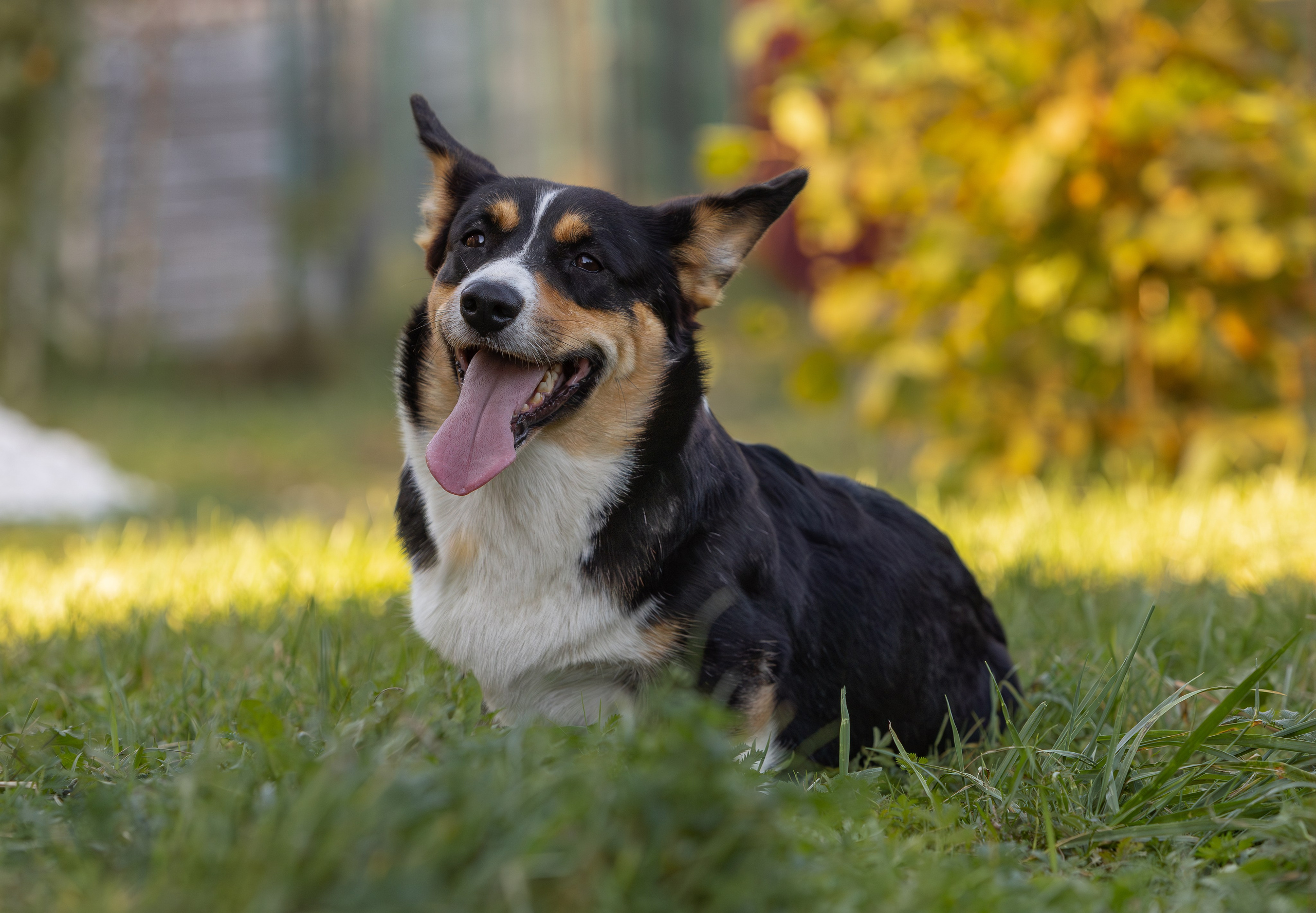 Корги и ВЕО осенью. Фотограф-анималист в Москве, МО и Владимире