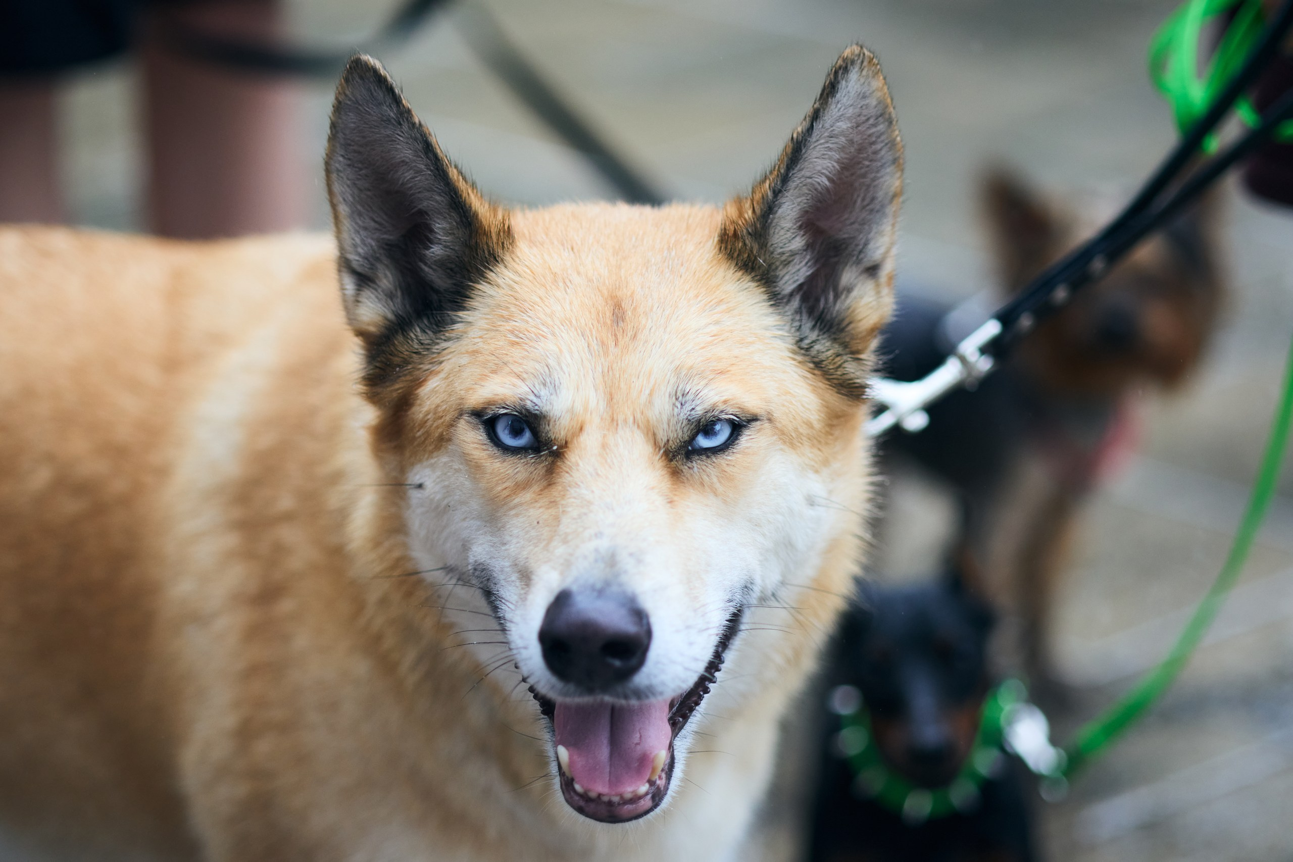 Четыре Лапы. Свадебный и репортажный фотограф Дмитрий Кононенко