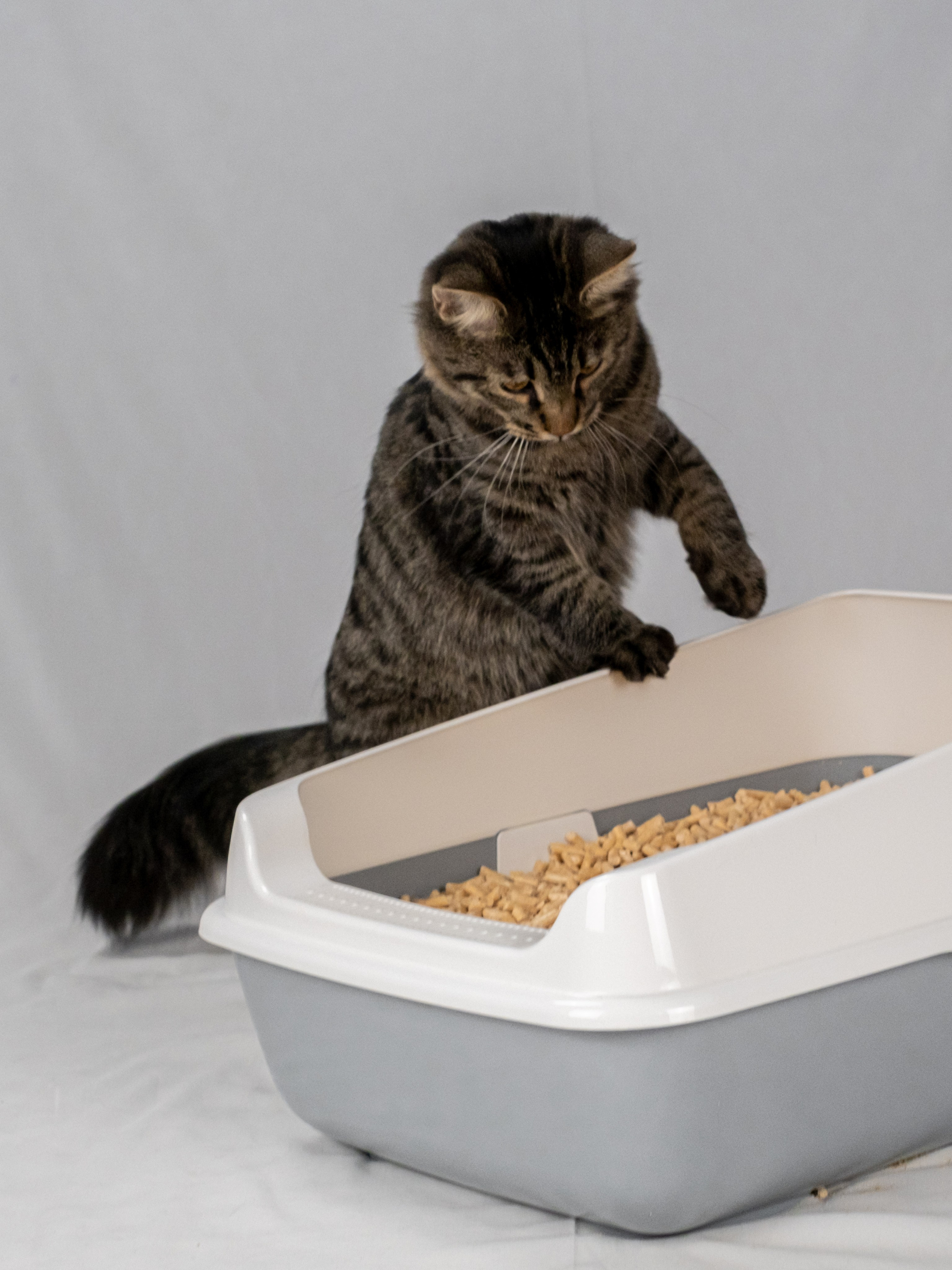 Древесный наполнитель для кошек, для Анастасии!. Зоофотограф, фотограф животных в Москве и области Дина Дамоцева