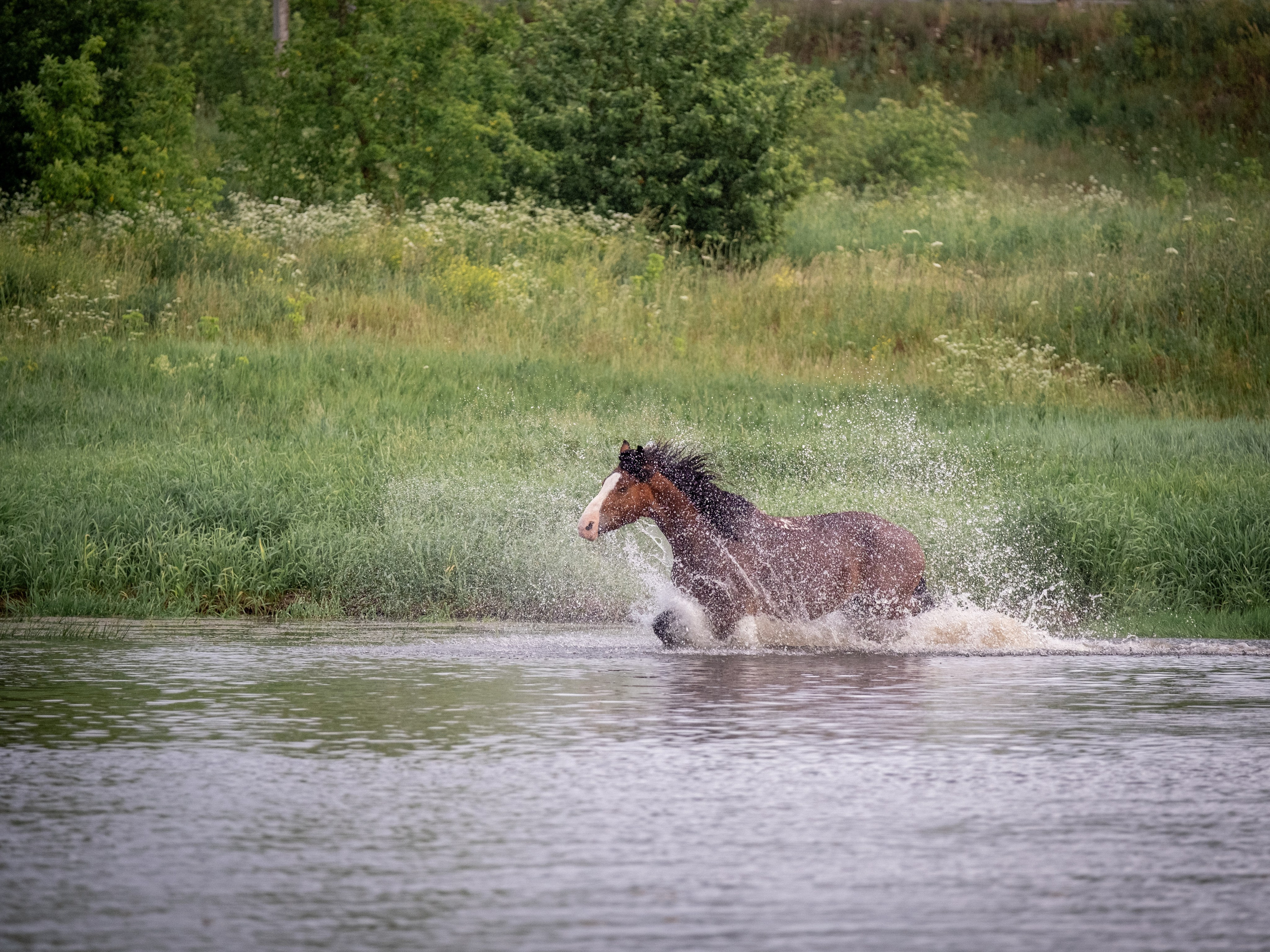 Аванпост, конное ранчо. Зоофотограф, фотограф животных в Москве и области Дина Дамоцева