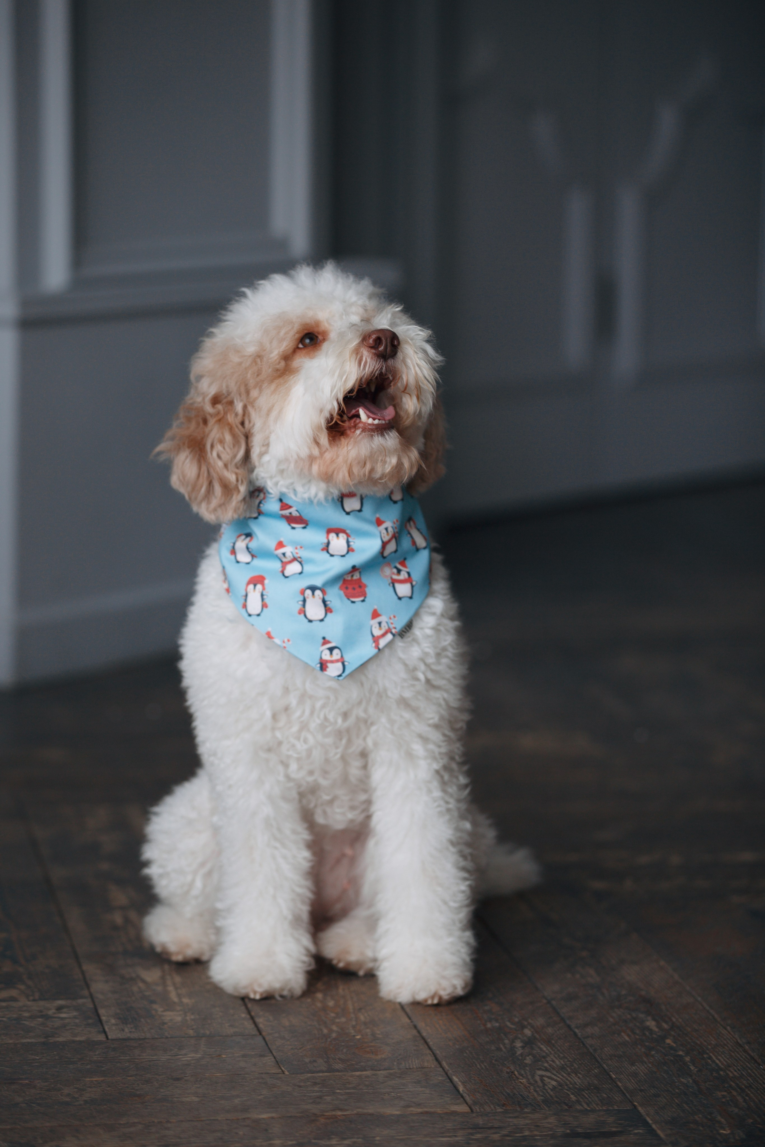 Bmbh лежанки и адресники. Фотограф анималист Кристина Карпова, Москва