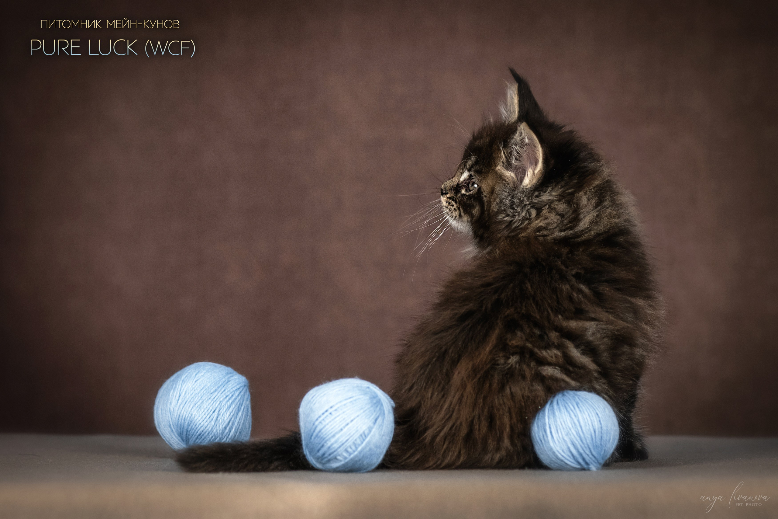 Мейнкуны. Фотограф анималист Аня Ливанова | Рыбинск