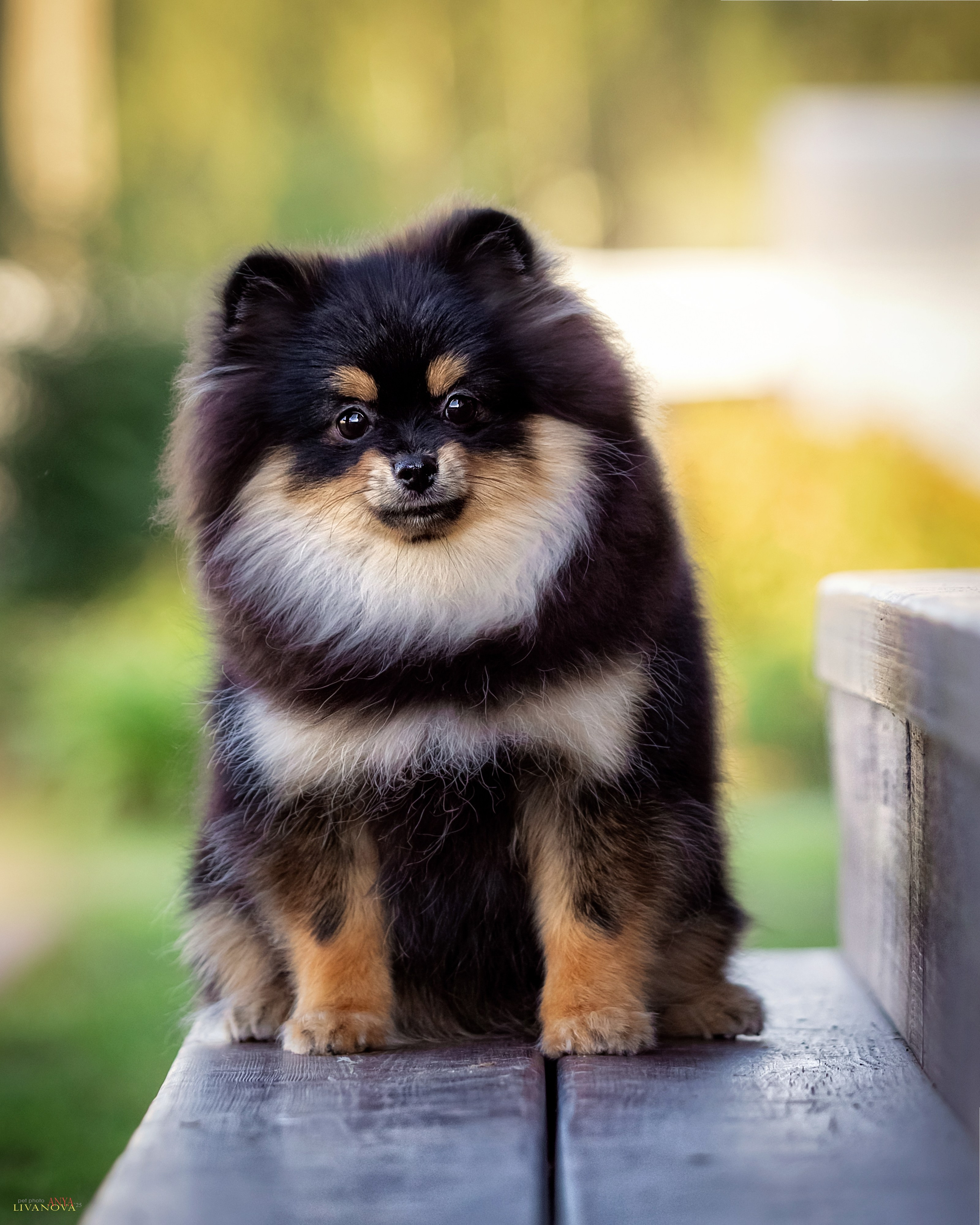 Шпицы. Фотограф анималист Аня Ливанова | Рыбинск