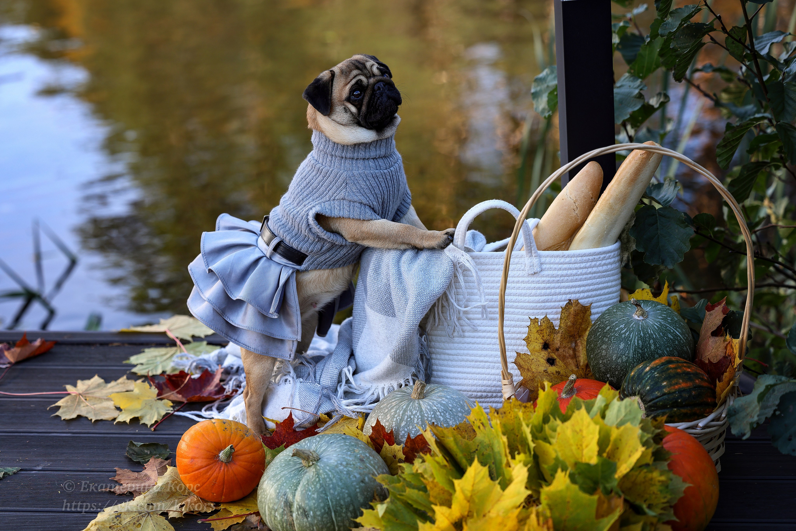 Прогулки. Главная