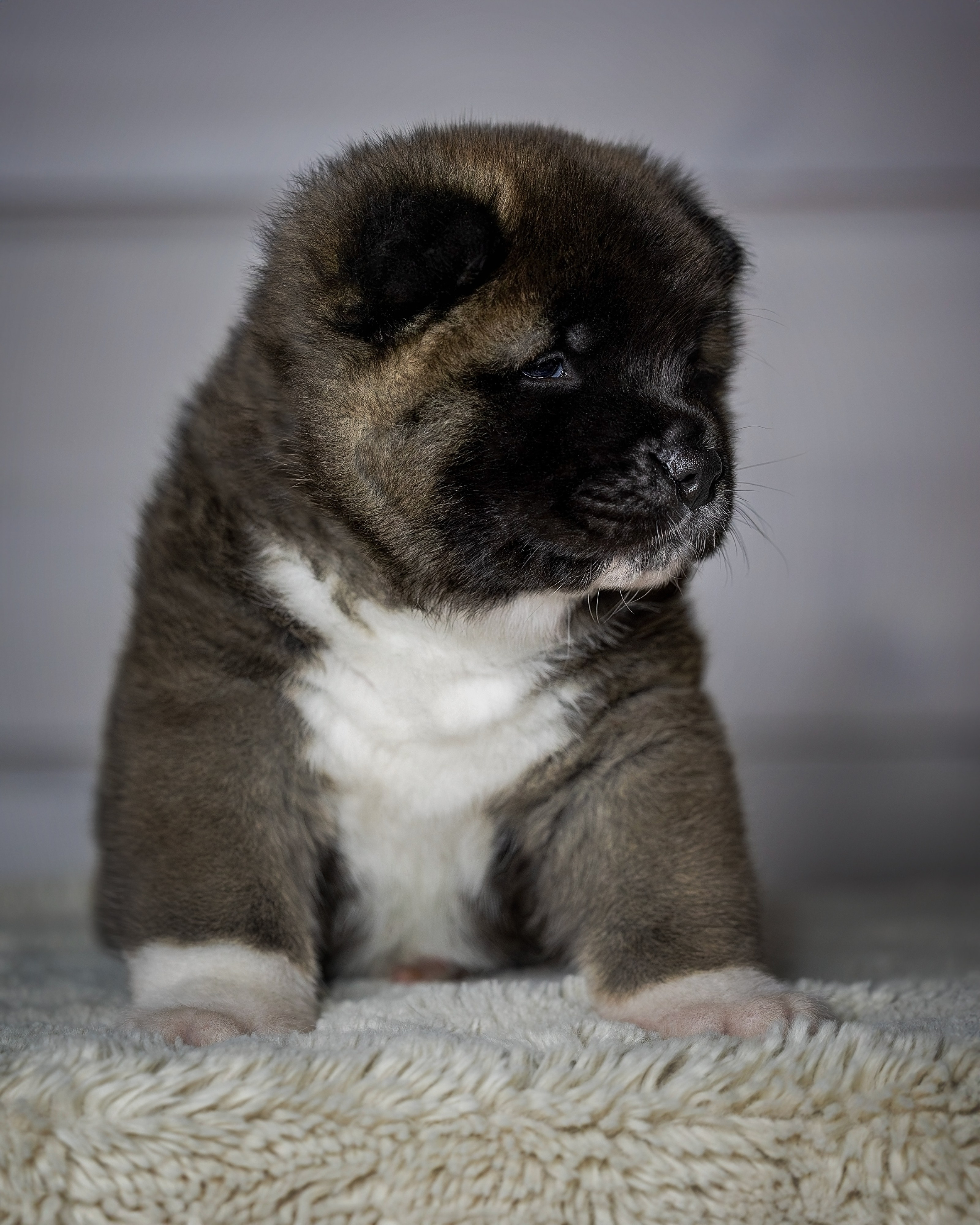 Щеночки Ам. Акиты. Главная