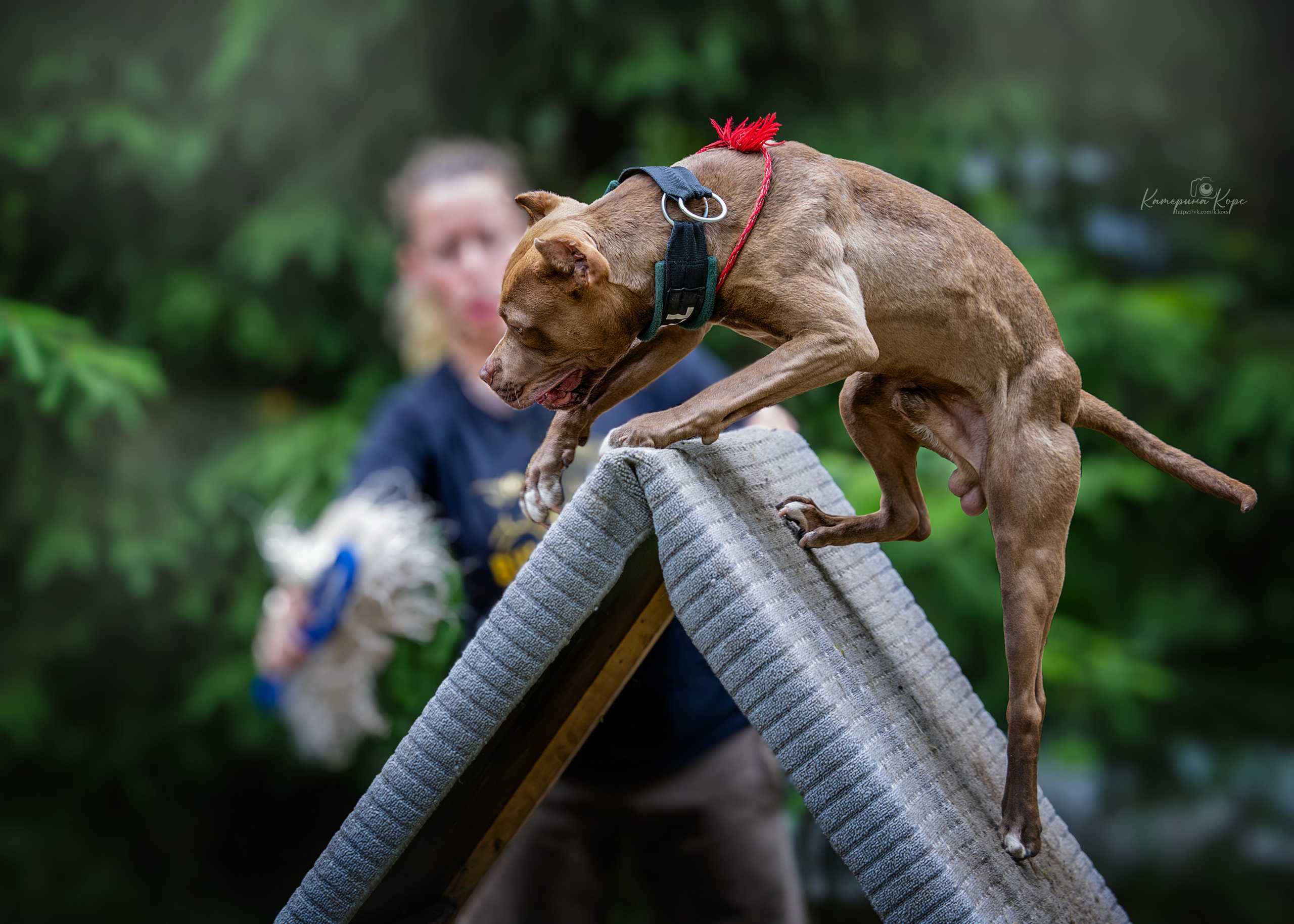 Соревнования BULL GAMES АПБТ Леха. Фотограф-анималист Катерина Корс