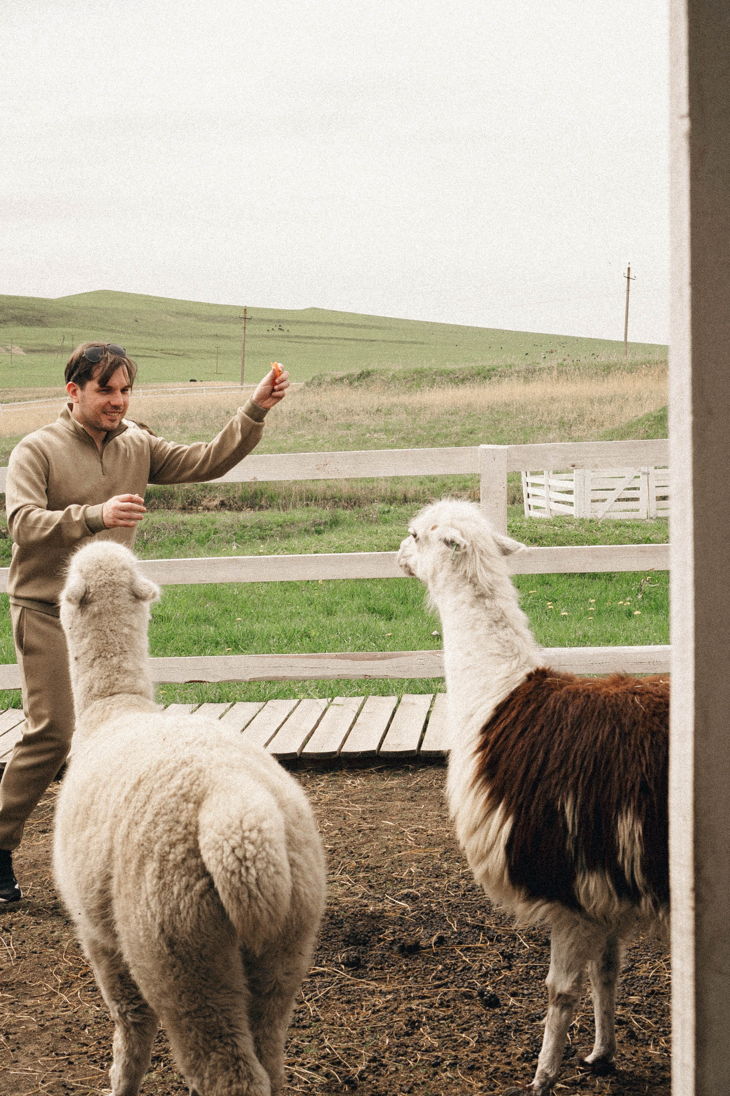 Ферма Альпак. Профессиональный фотограф, Санкт-Петербург — Виктория Богомолова