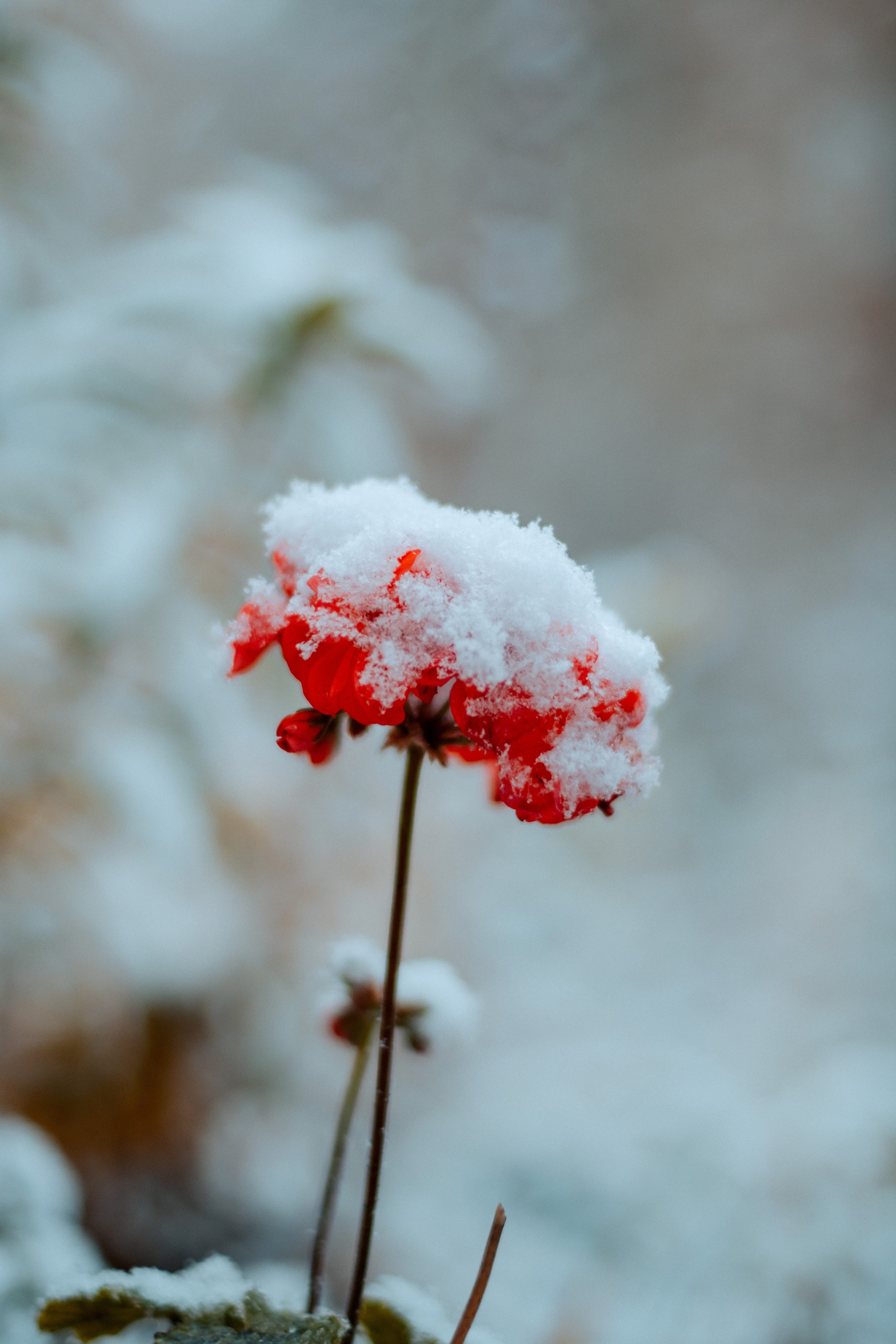 Flowers. Фотографирую искусство в Хабаровске