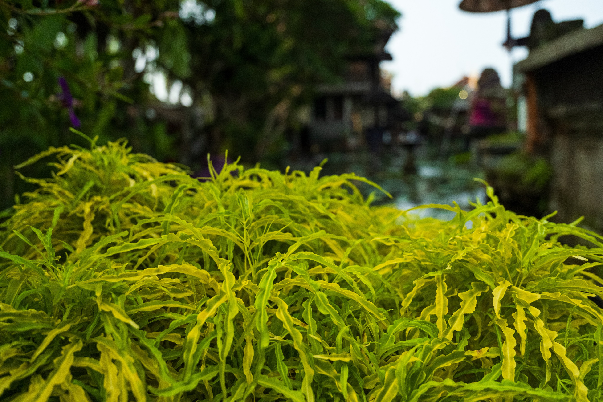 Остров Бали г. Убуд. Фотографии из путешествий