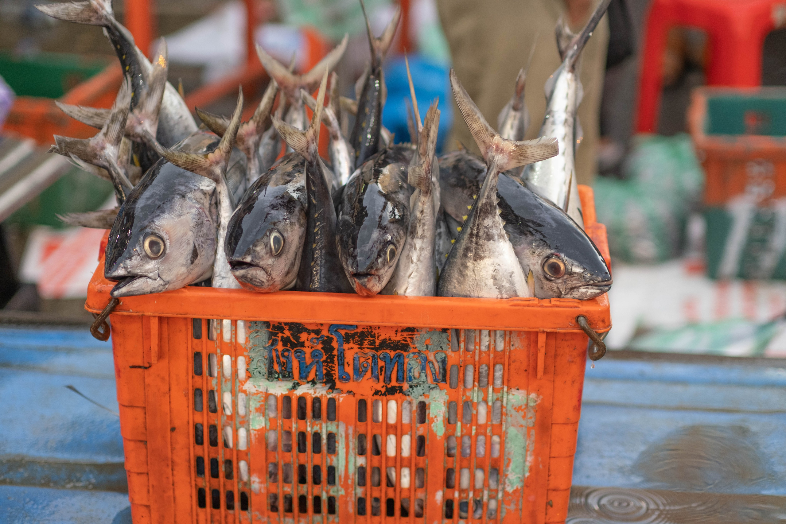 О. Борнео, г. Сандакан. Порт и рынок. Фотографии из путешествий