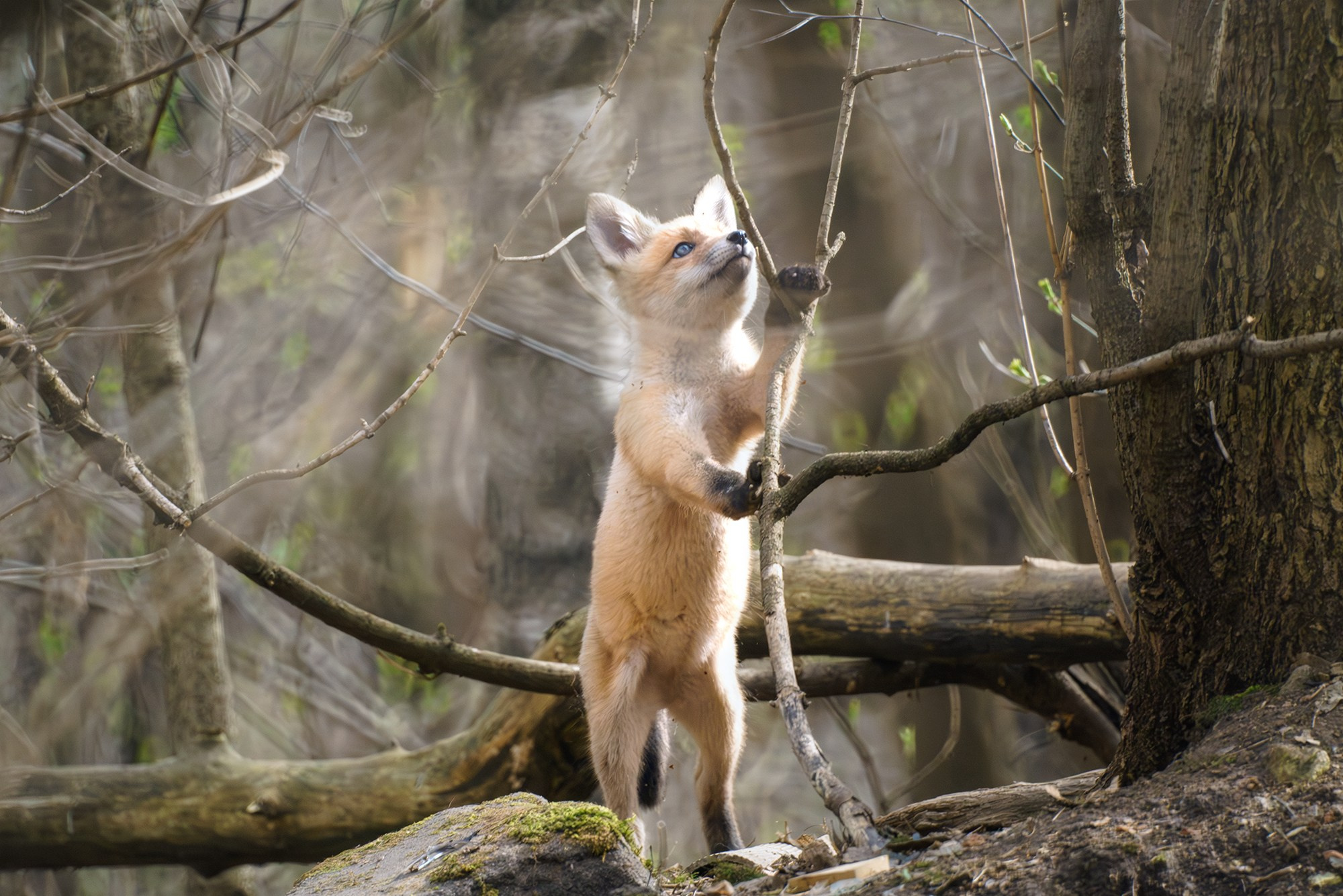 Животные. Ваш личный фотограф Марина Волкова