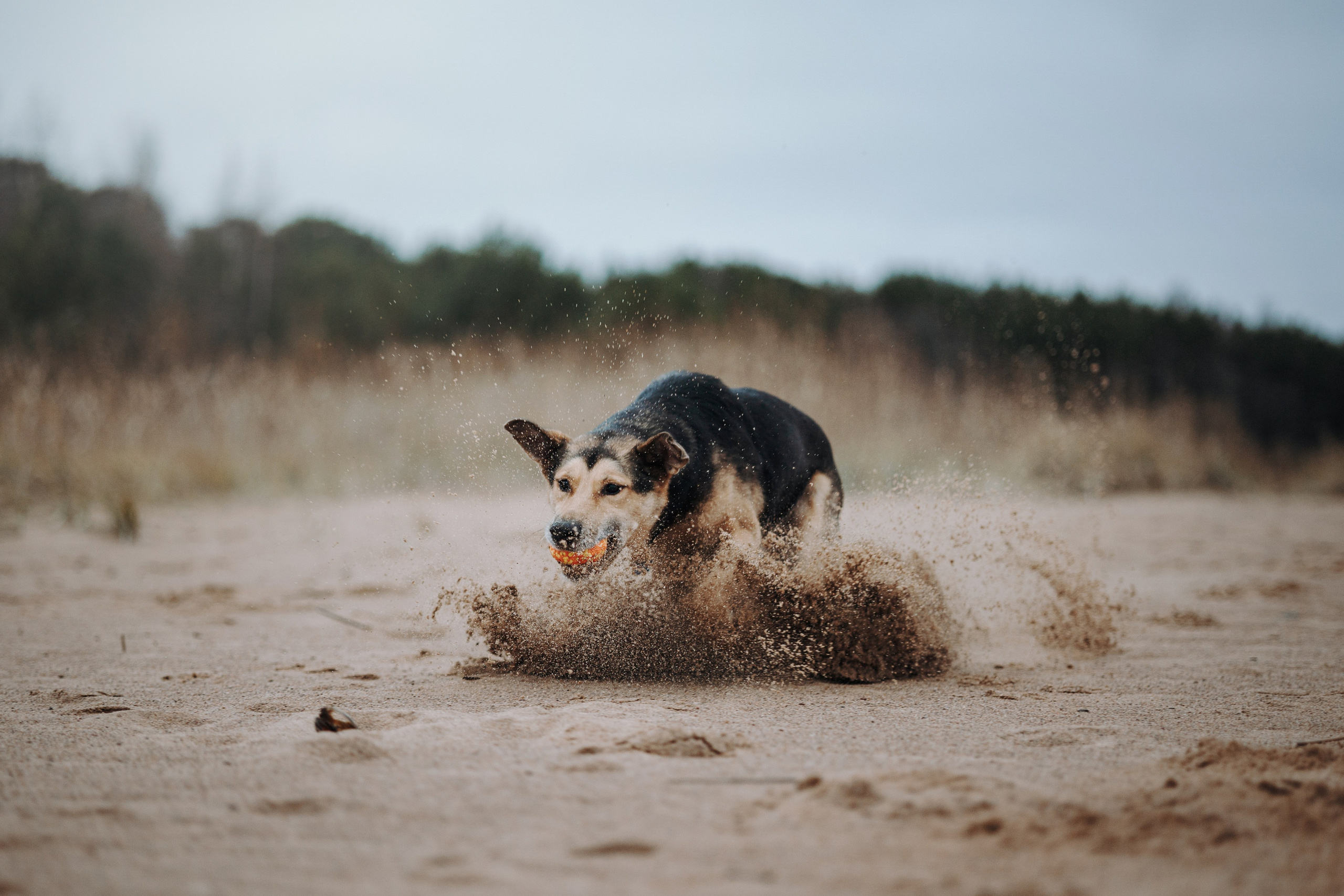 Наталья и Того. Фотограф — Анималист | Санкт-Петербург