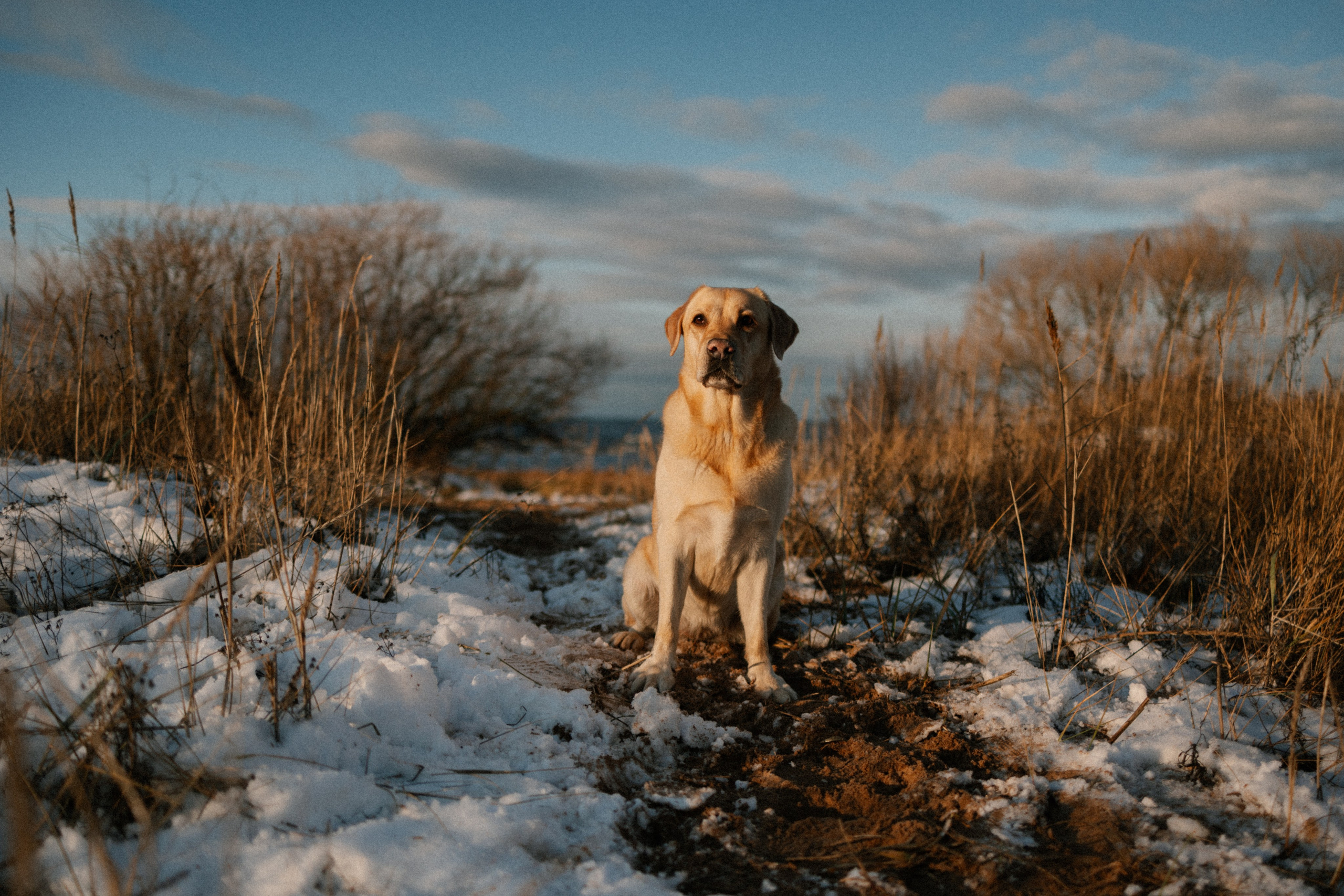 Ирина и Бася. Фотограф — Анималист | Санкт-Петербург