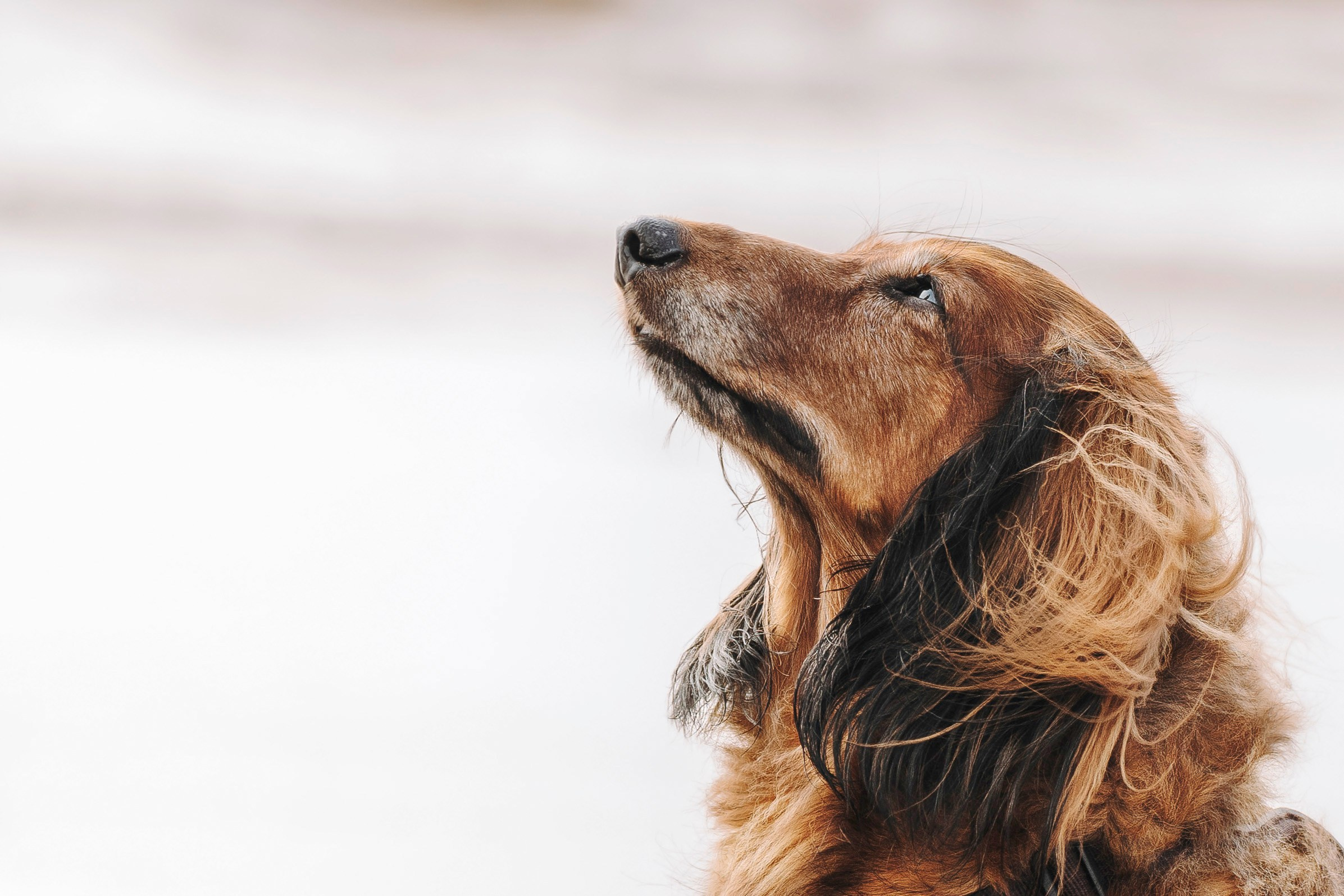 Фотосессия с длиношерстной таксой на пляжн. Фотограф анималист в Спб недорого Олеся Майорова