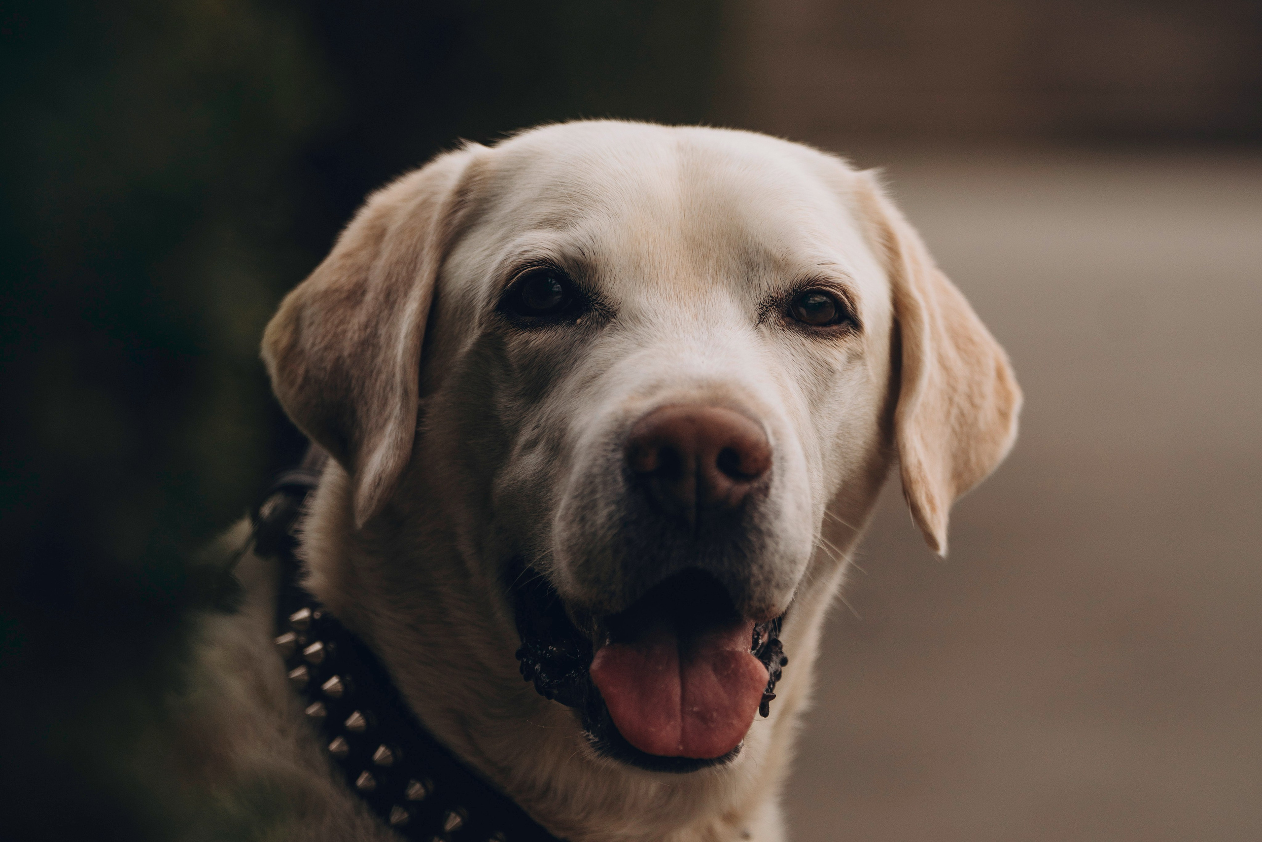 Вати, Лена и Леван. Фотограф анималист в Спб недорого Олеся Майорова