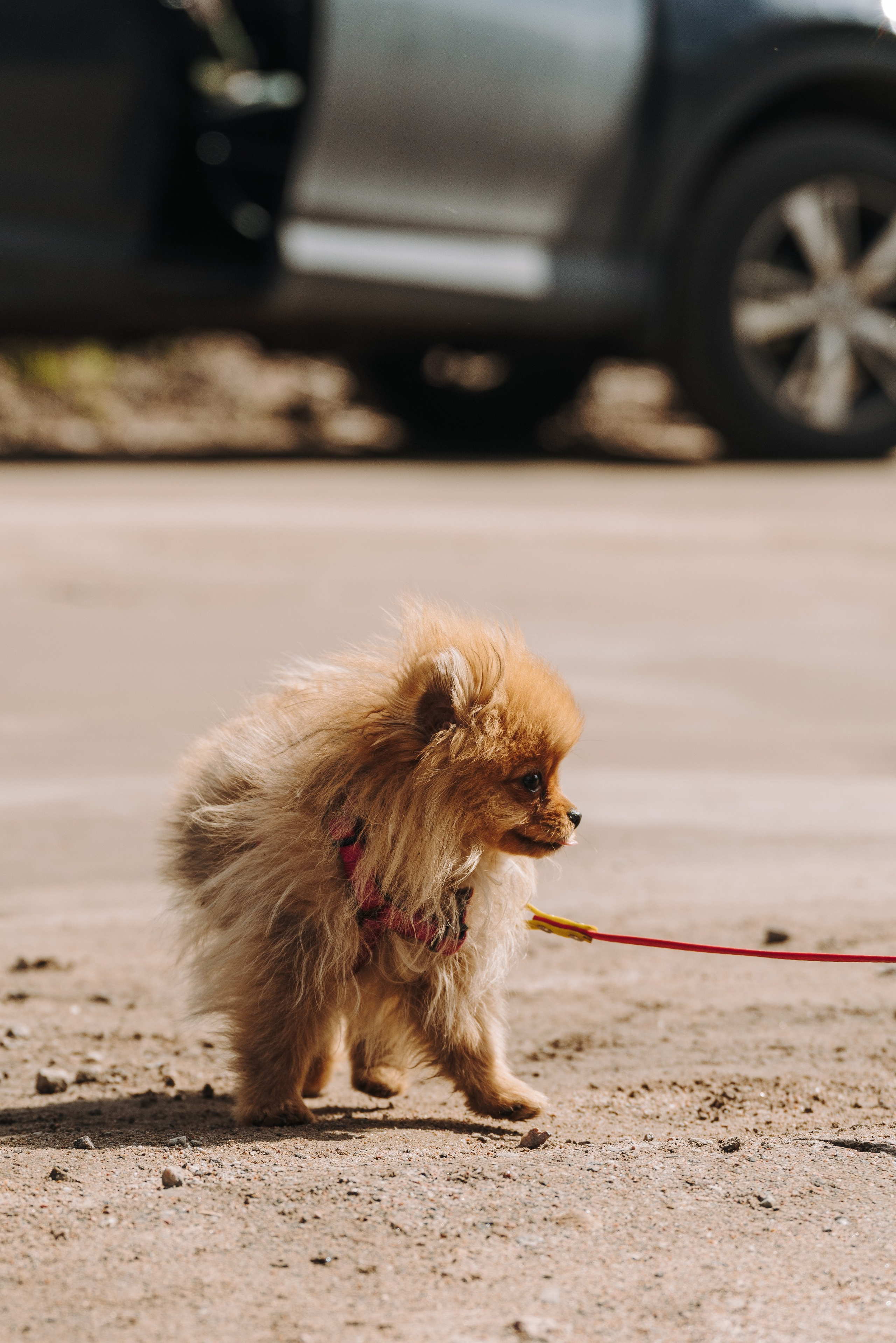 Соревнования по ноузворку. Фотограф анималист в Спб недорого Олеся Майорова