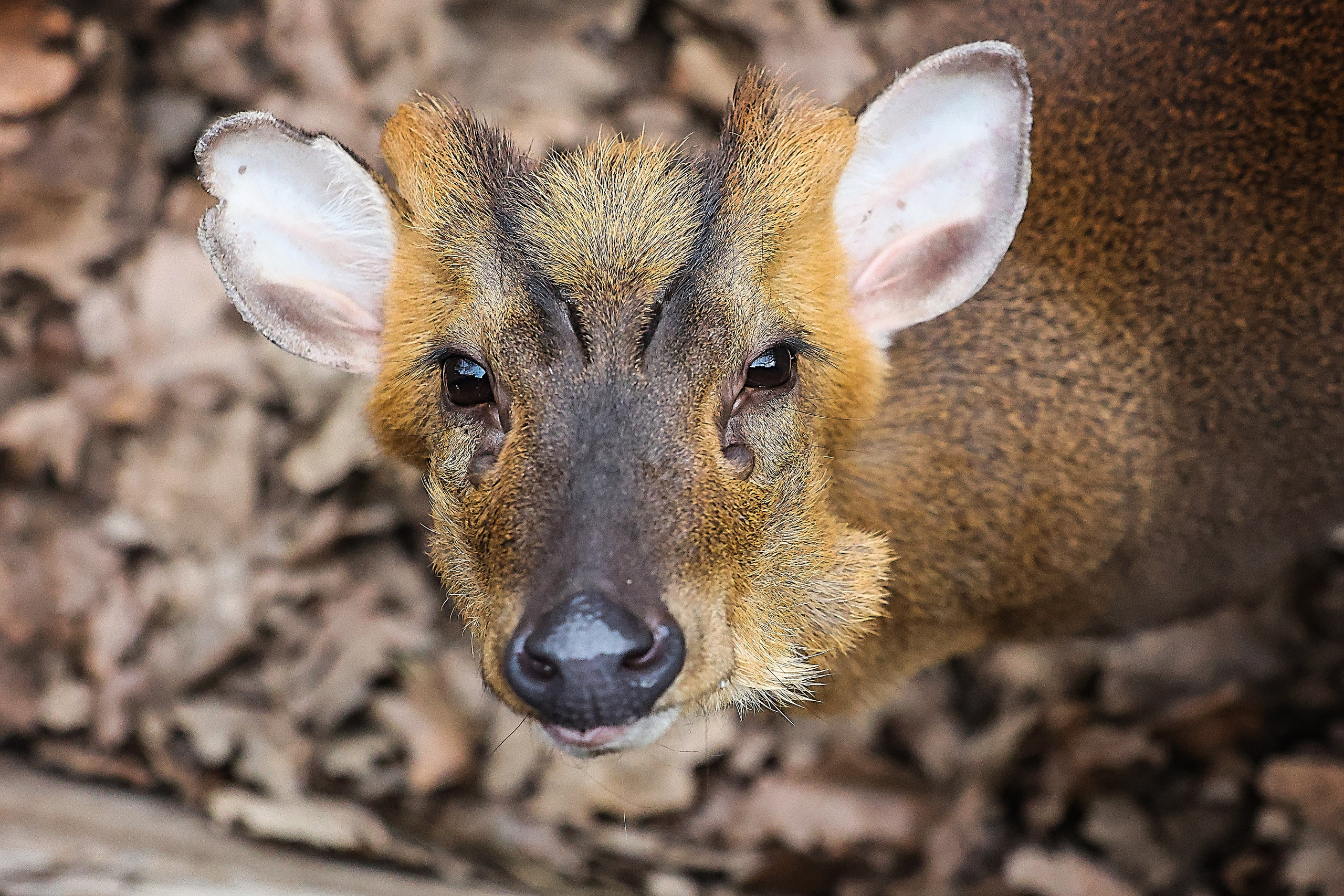 Зоопарк Малинки. Фотограф-АниМалист Анна Абрамова