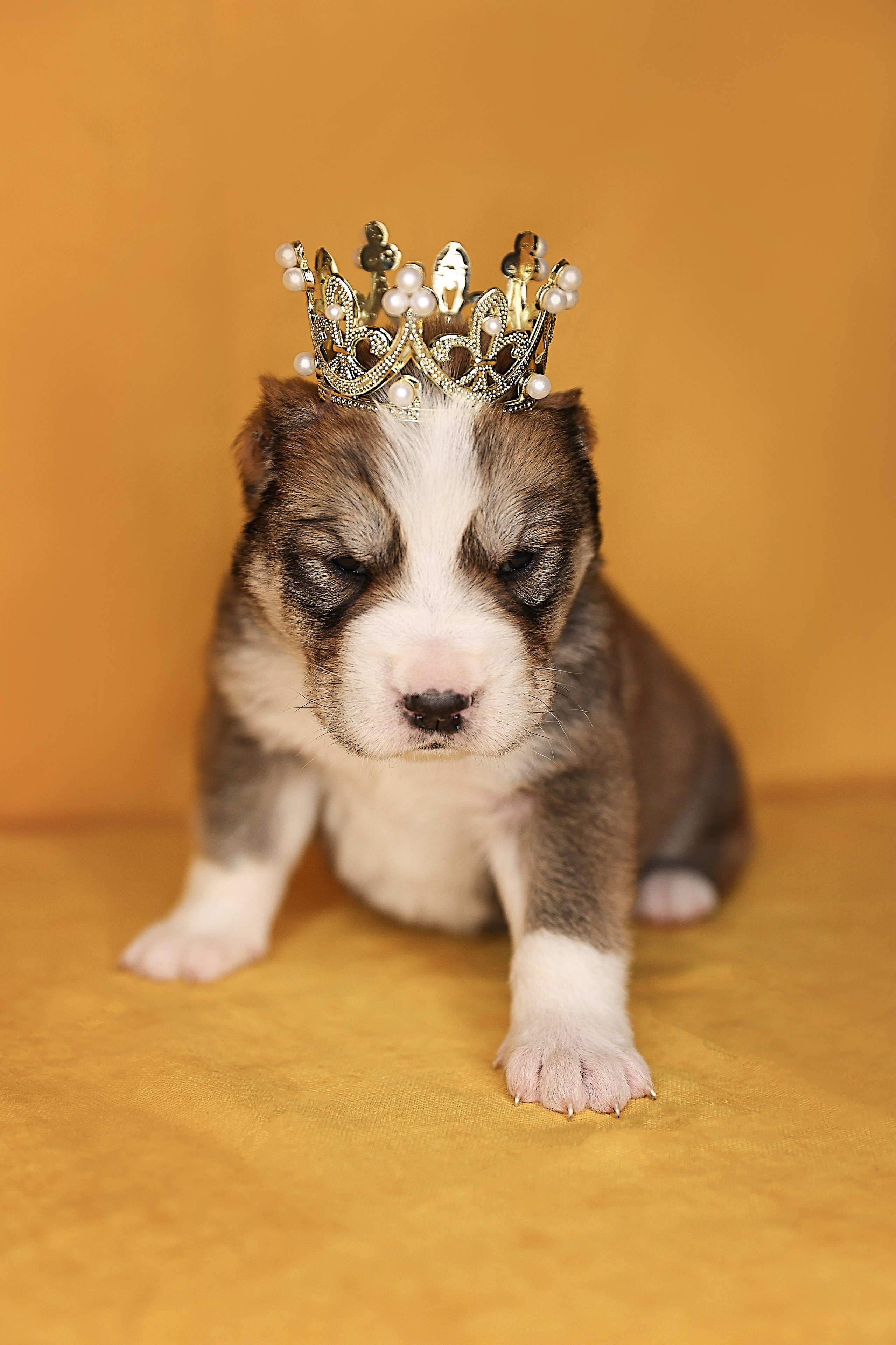 В СТУДИИ. Фотограф-АниМалист Анна Абрамова