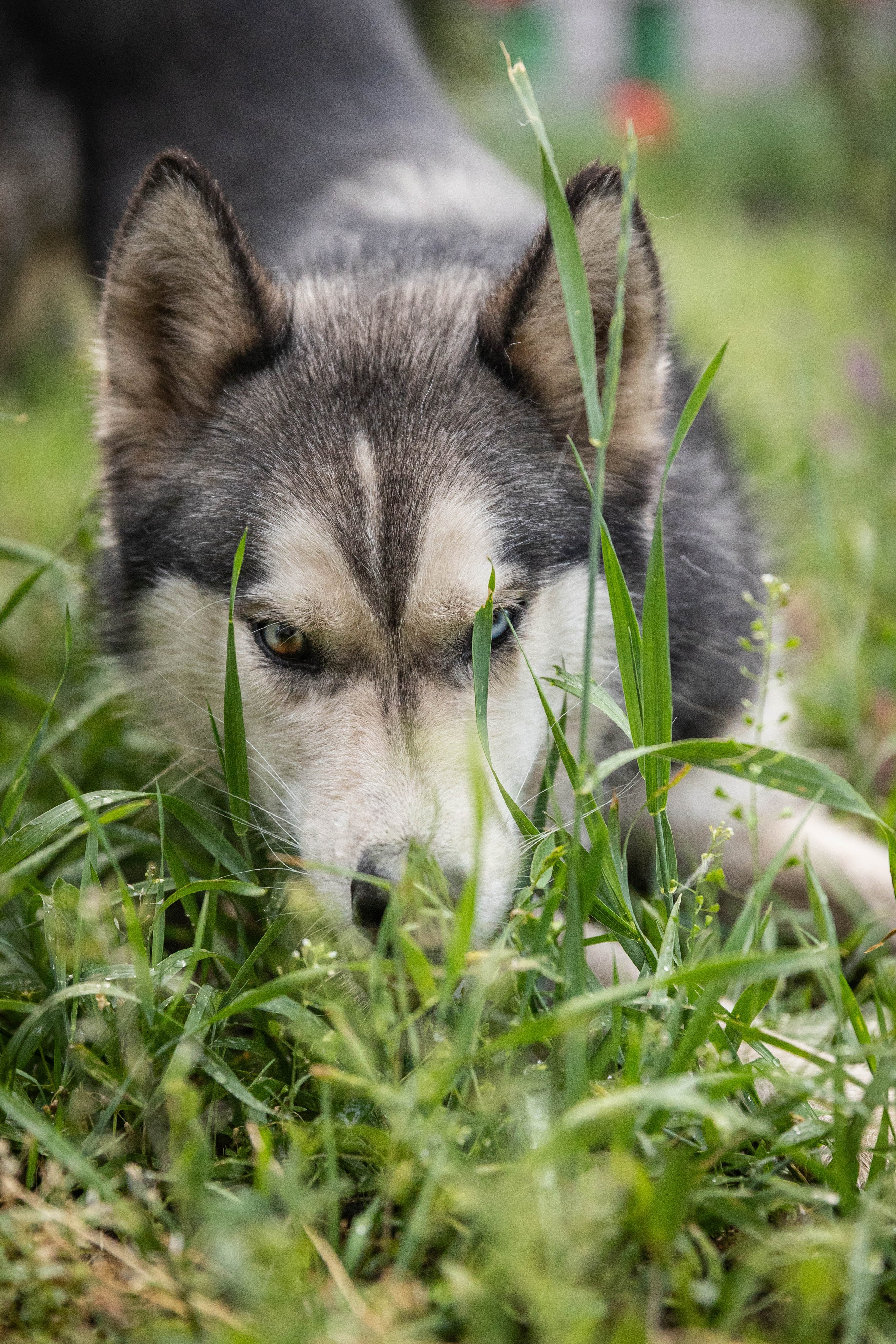 ВЕСТА И ЛЕРА. Фотограф-АниМалист Анна Абрамова