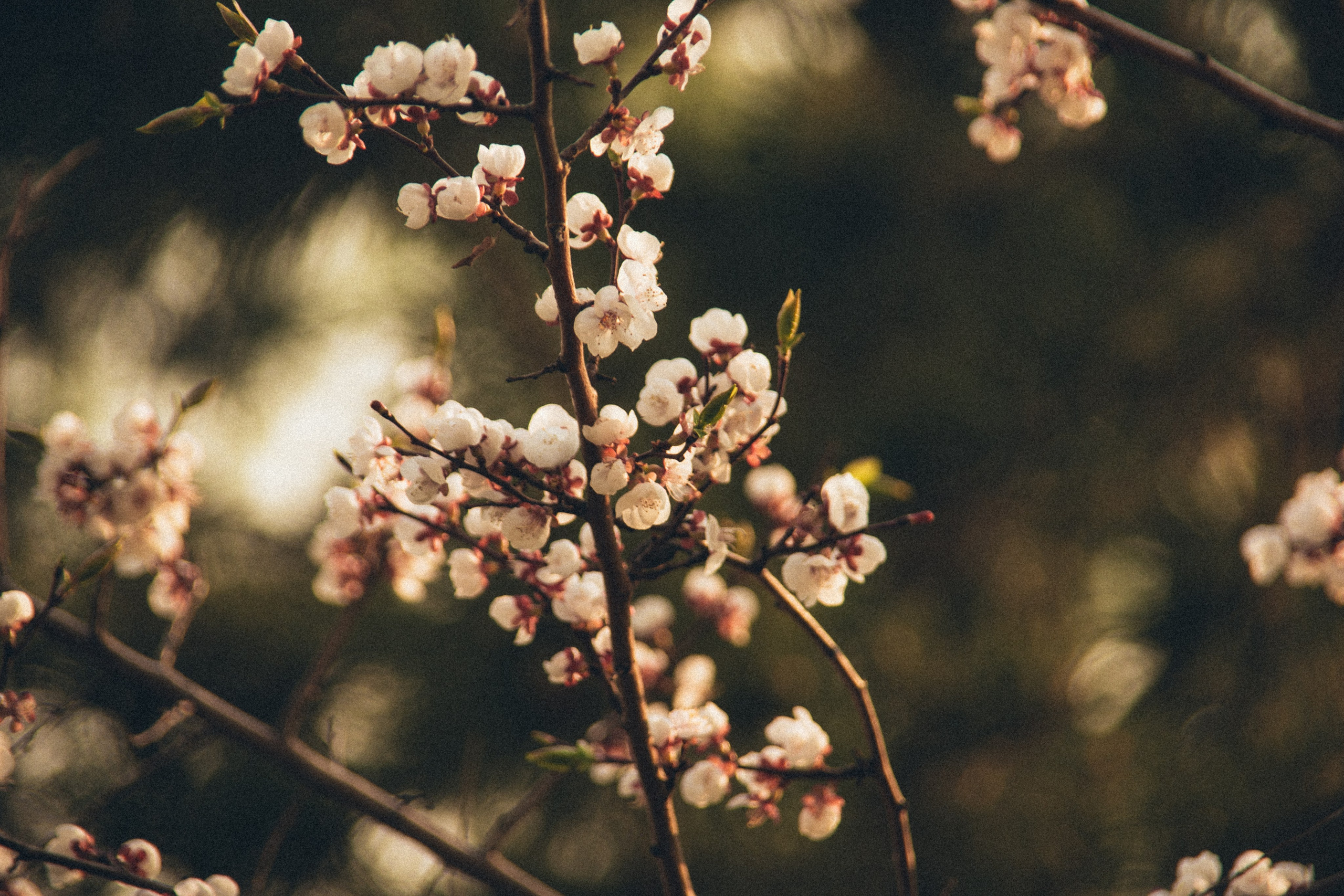 Природа. Darinishna Фэнтези-фотограф Хабаровск