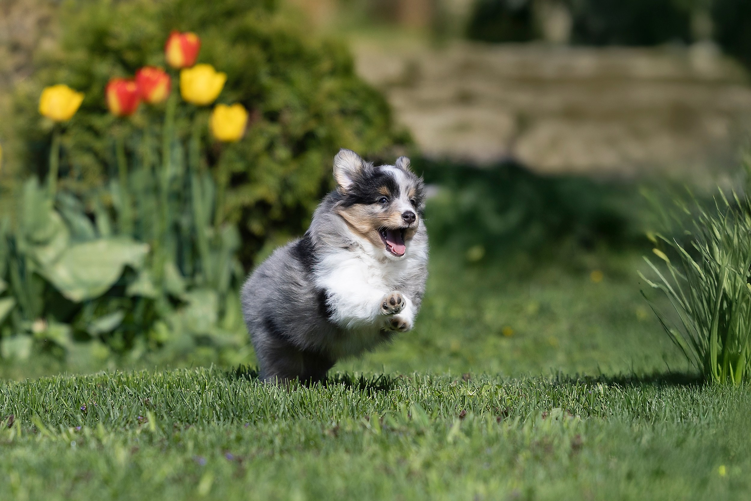 Питомник Кэтрин’с. Мои работы