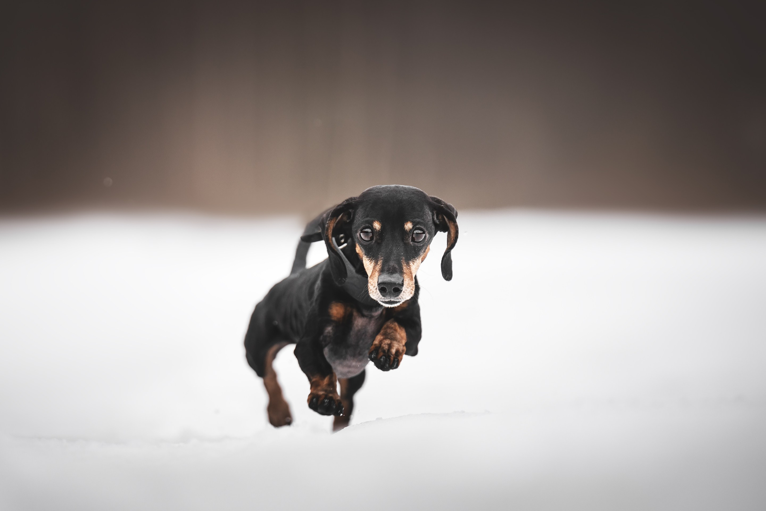 Клякса. Фотограф анималист Осипчикова Мария