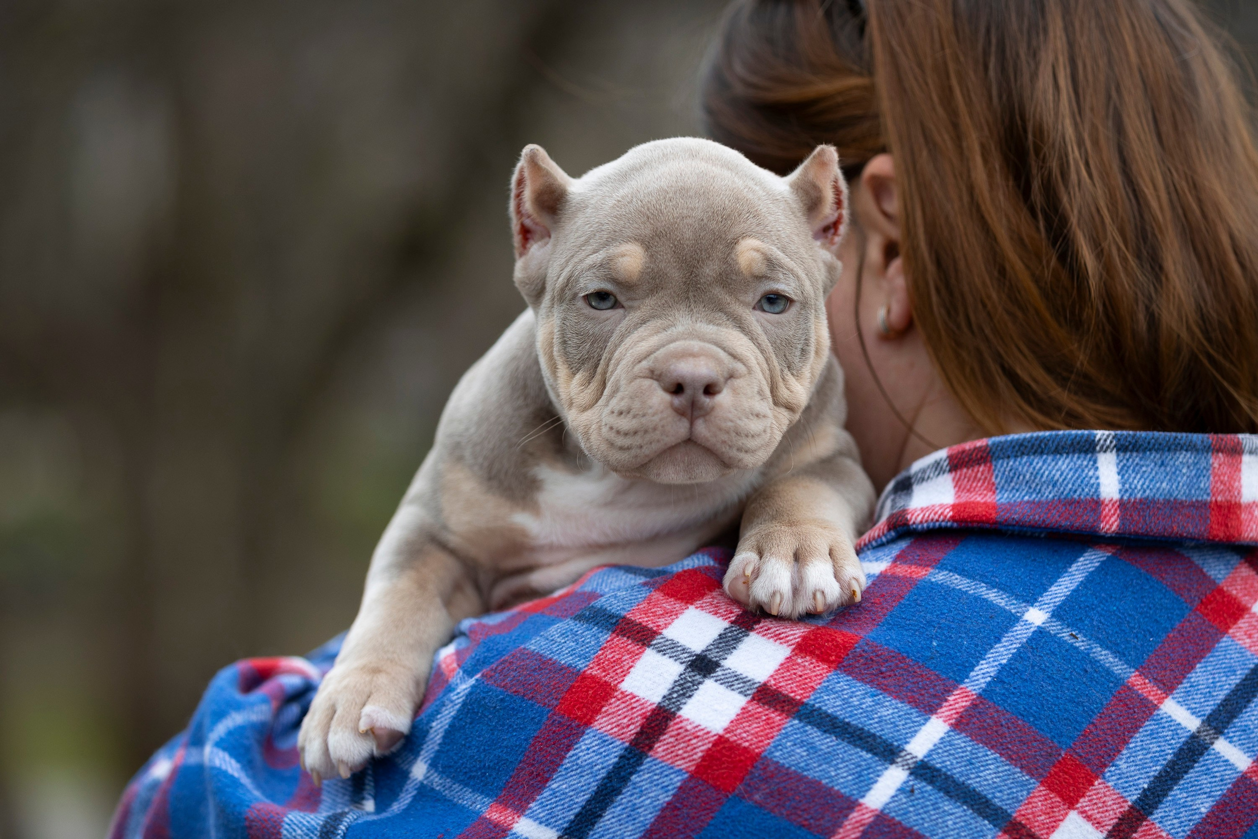 Американский Булли. Фотограф анималист, семейный фотограф, фотограф собак Комратова Мария. г. Москва