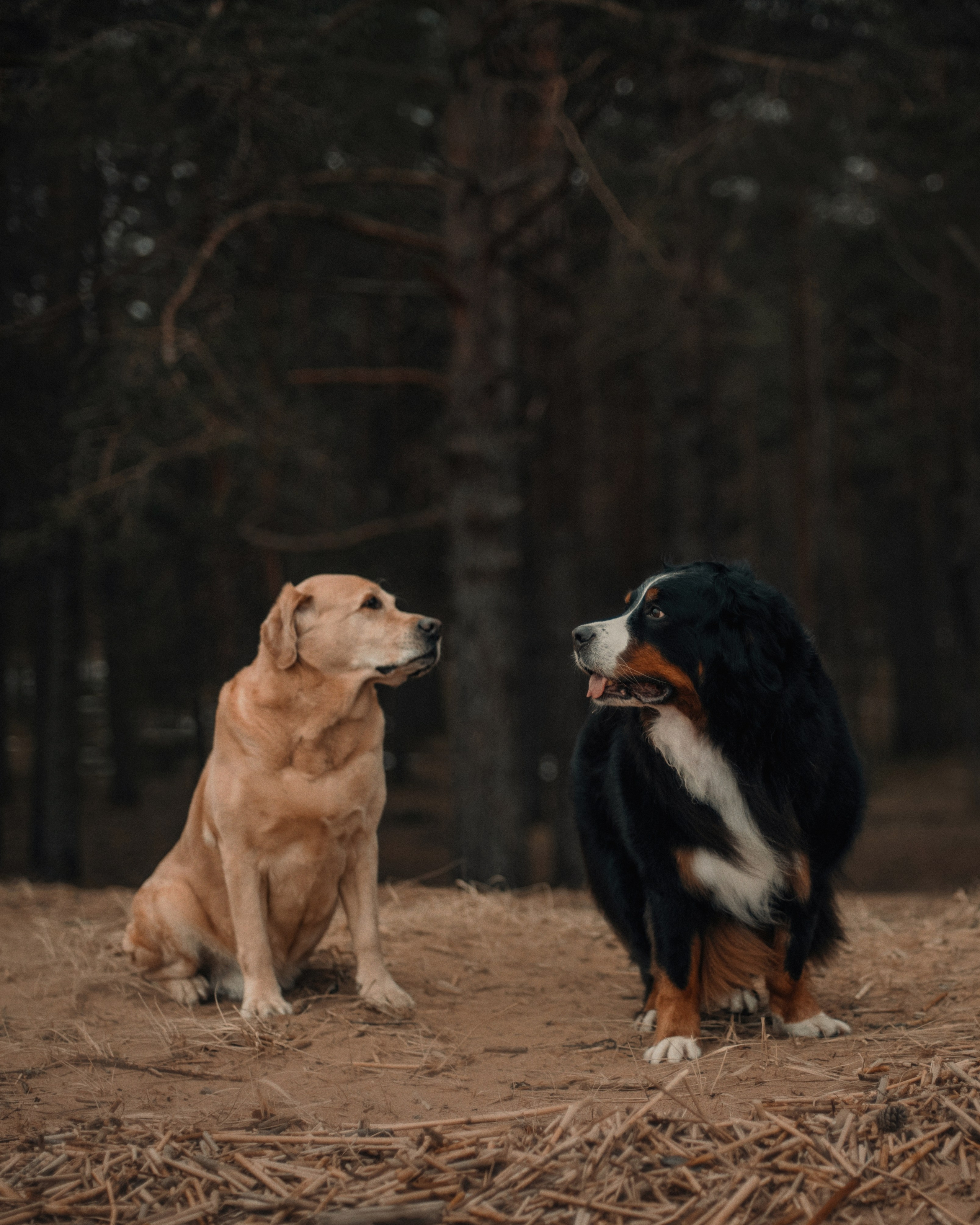 Прогулка: берн Пума, Фрэнк и Юля в Питере. Портфолио