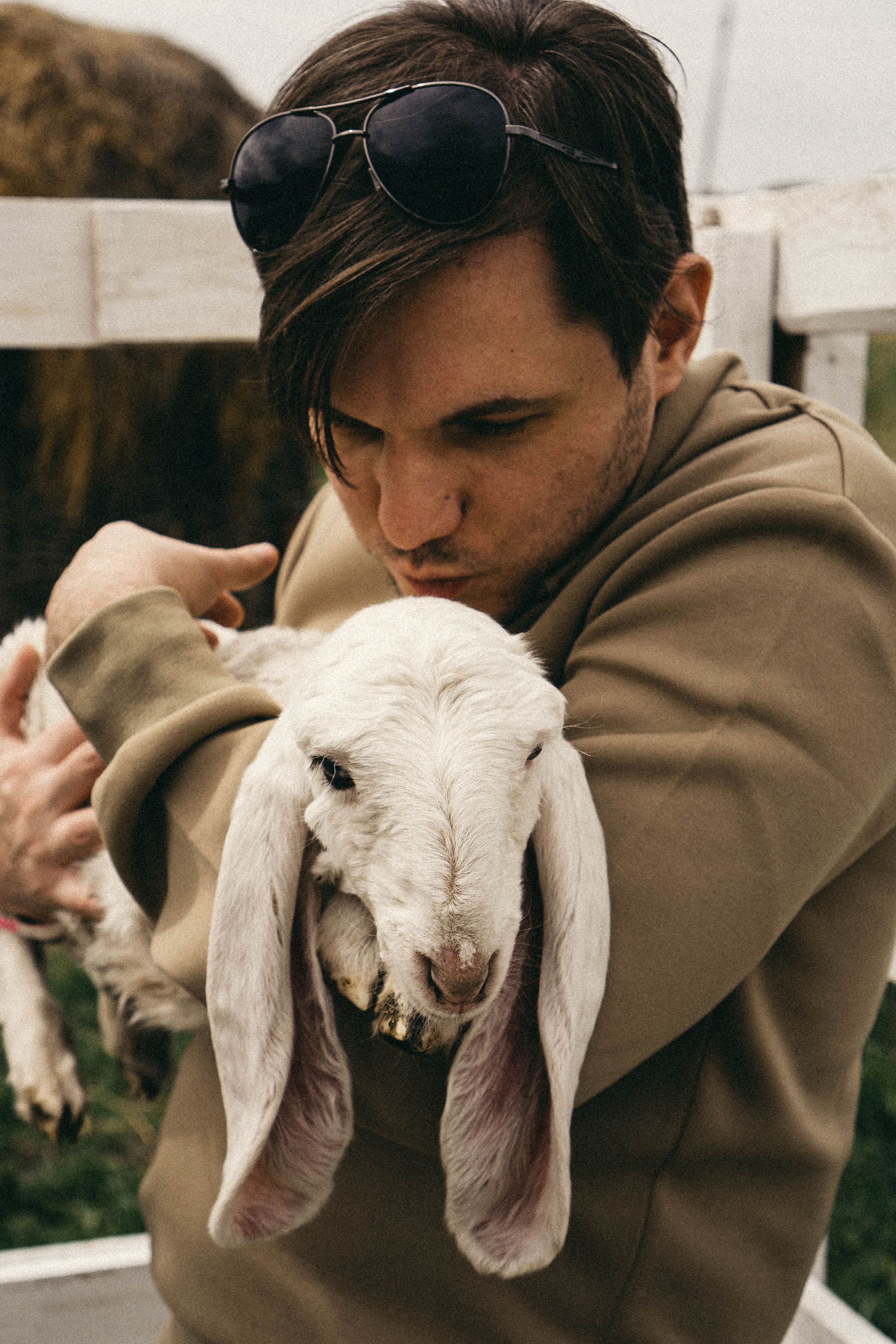 Ферма Альпак. Профессиональный фотограф, Санкт-Петербург — Виктория Богомолова