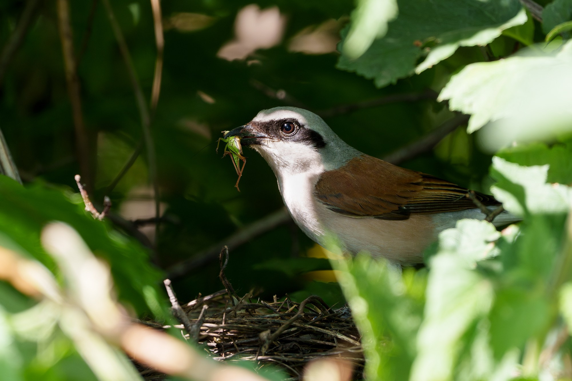 Удивительные мир птиц. Вокруг нас столько прекрасного — присмотритесь!. Ваш личный фотограф Марина Волкова