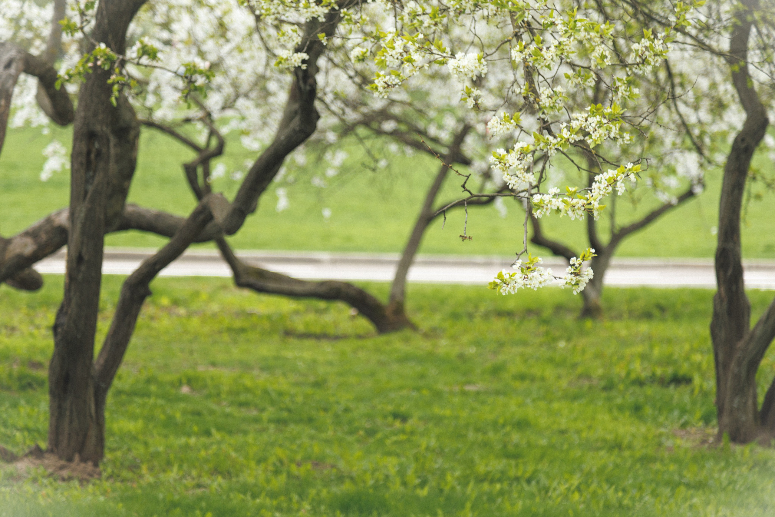 Семейная фотосессия в цветении Москва. Семейный фотограф в Москве Влада Лунина