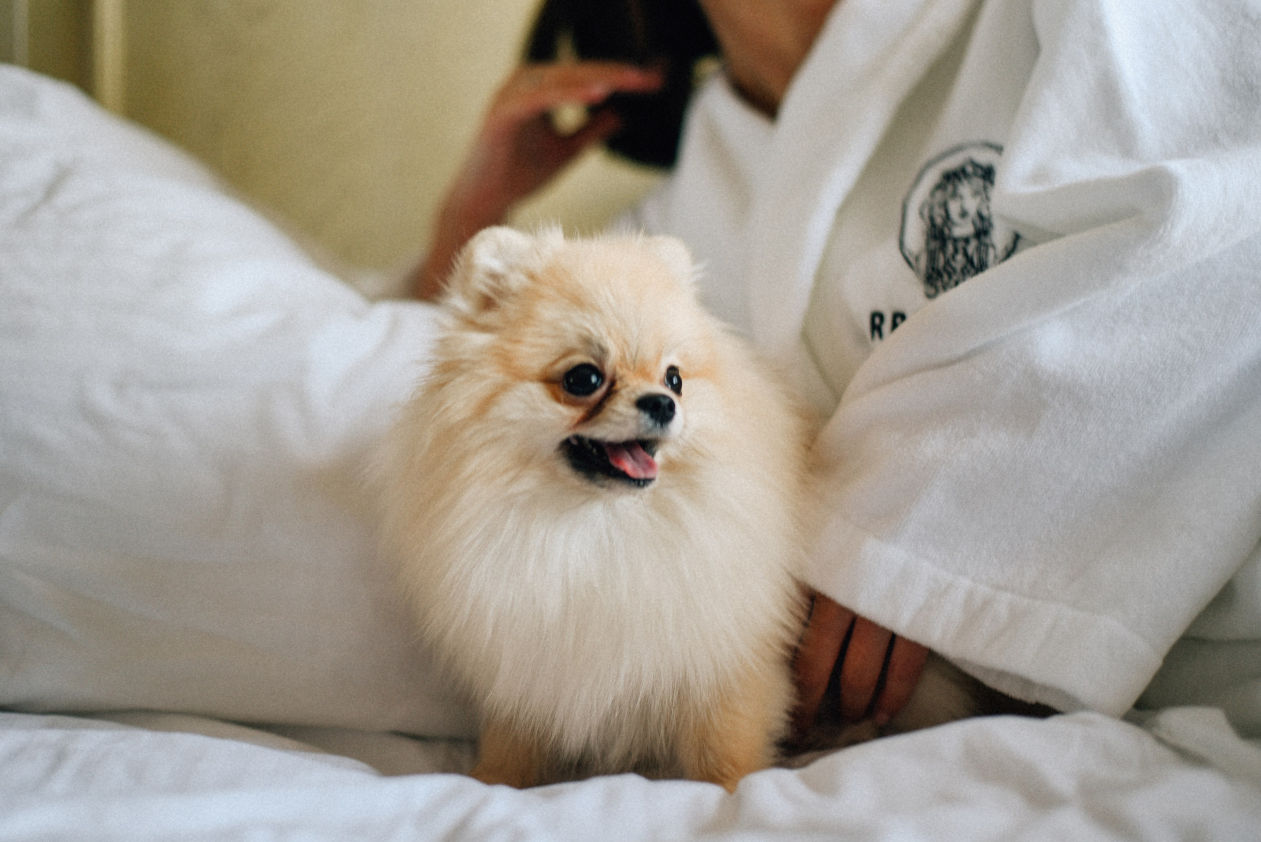 ARBAT HOUSE HOTEL. Фотограф Лола Волна, город Москва