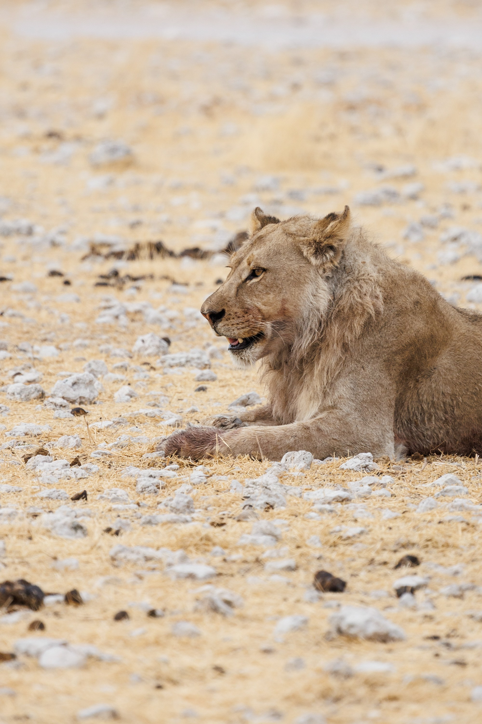 НАМИБИЯ. Роадтрип