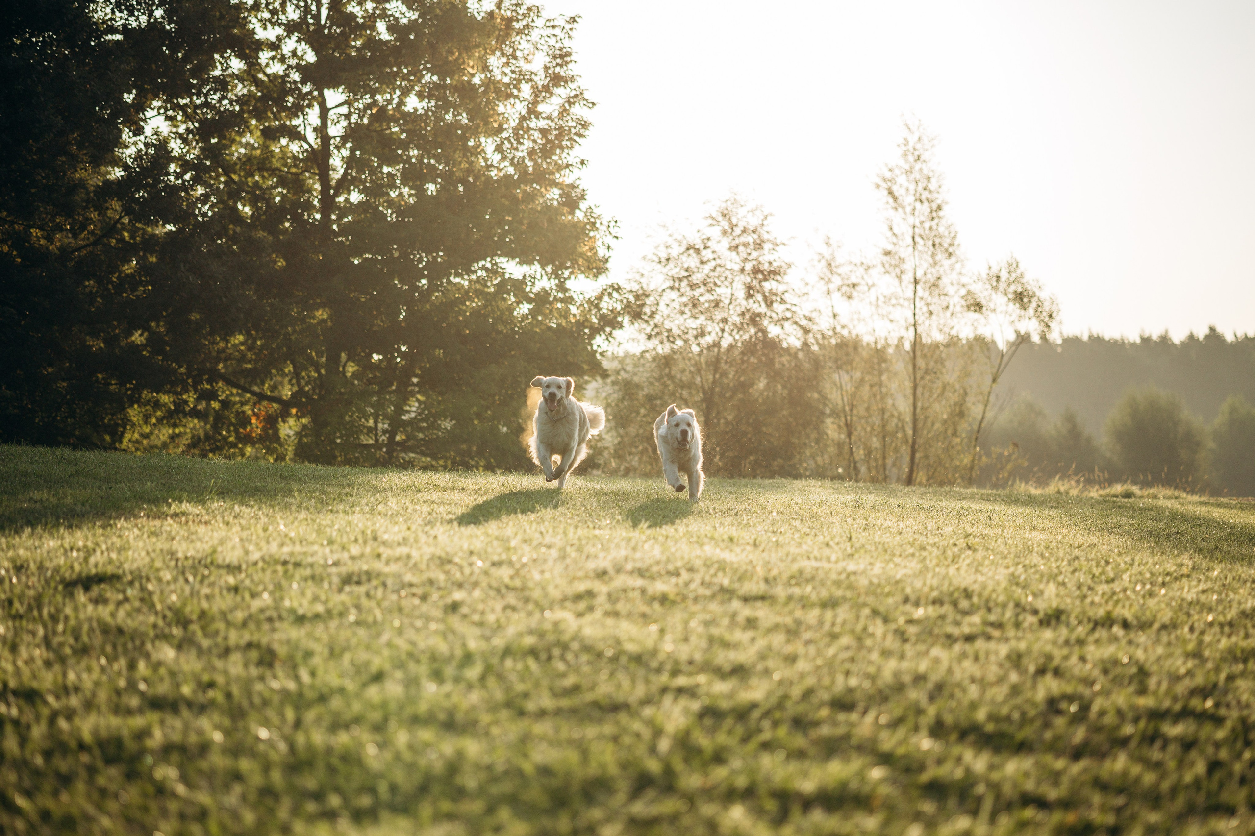 Ирина и ее золотинки. Фотограф — Анималист | Санкт-Петербург