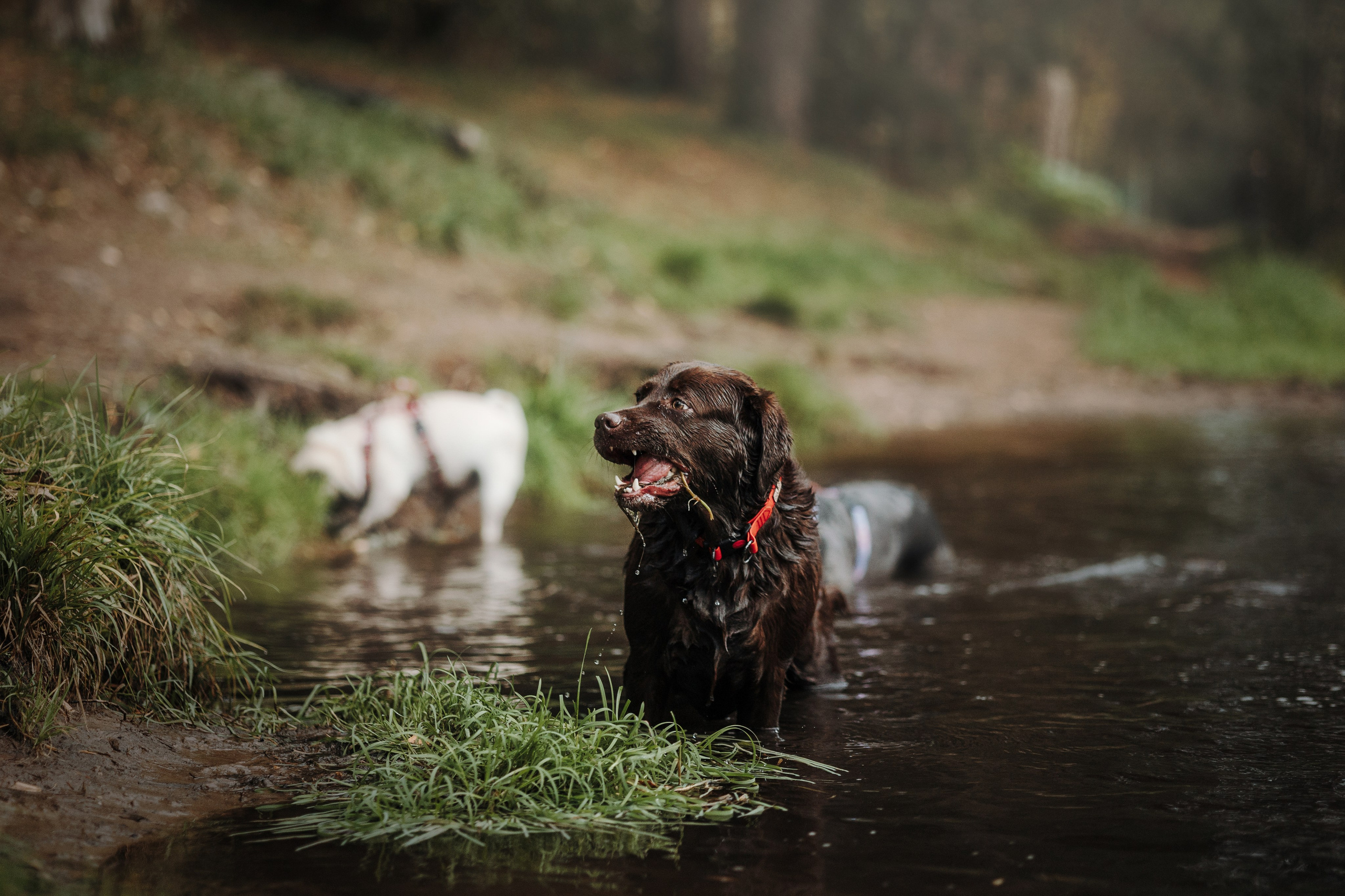 Девочки и их семья. Фотограф — Анималист | Санкт-Петербург