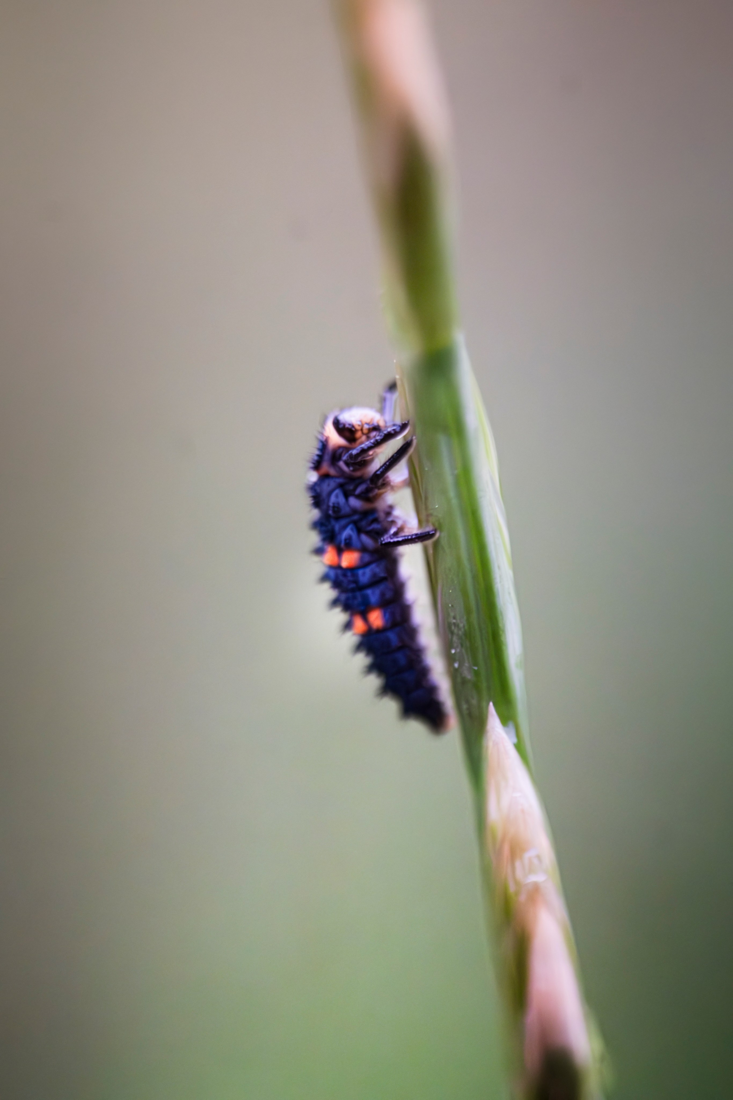 Макро жизнь. KRUTOVA_фотографирую жизнь