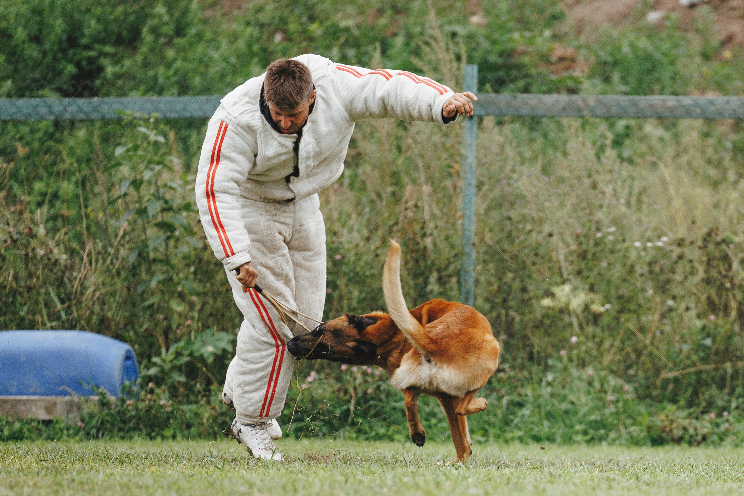 08.08.25-10.08.25 ЧР по мондьорингу г. Вологда. Фотограф-анималист Анна Маринич