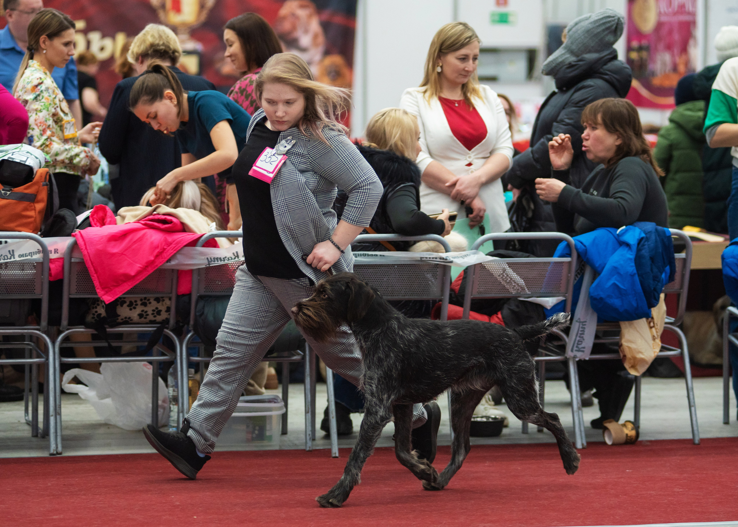 Выставка собак тюмень 14.01.2023. Дог-фотограф в Тюмени Александра Королева