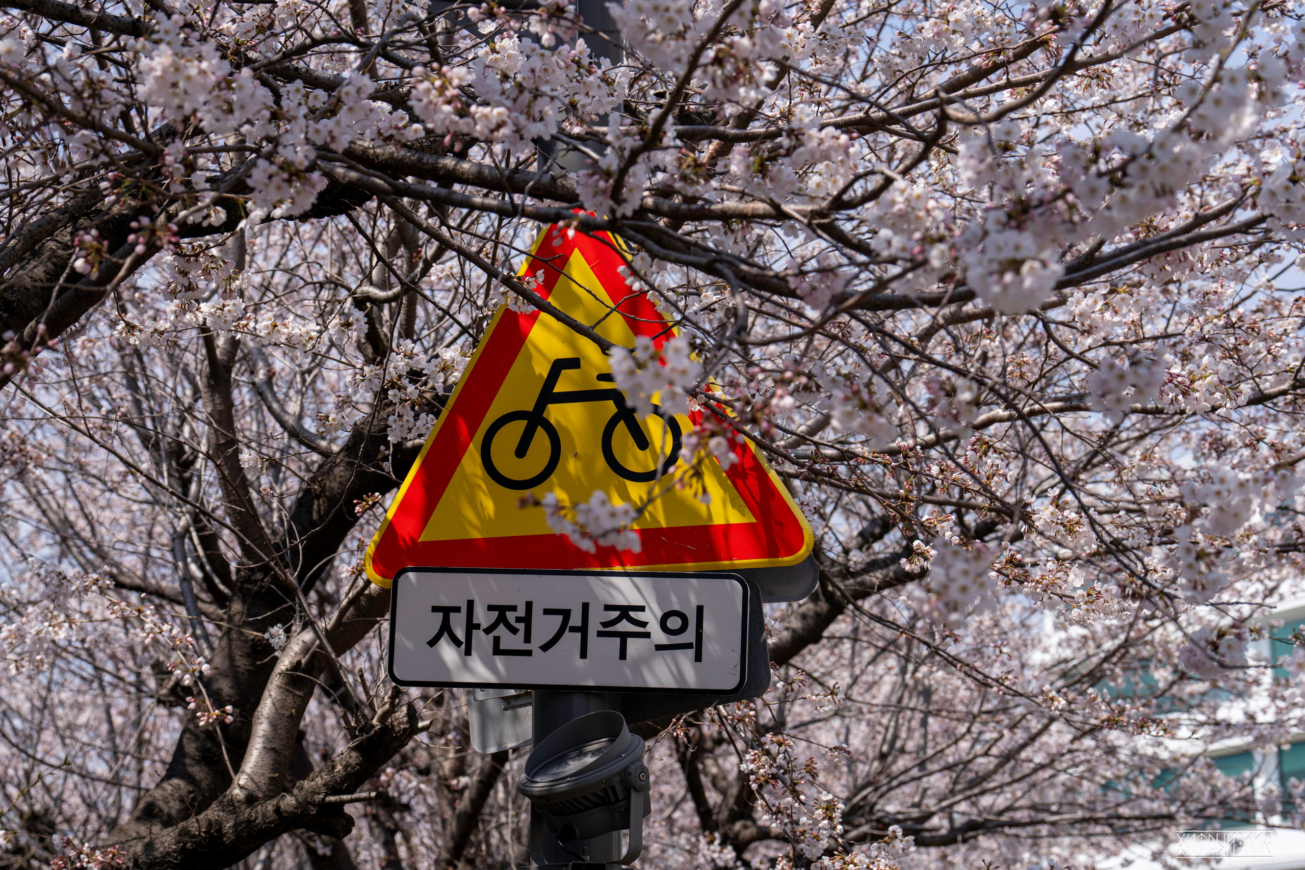 Южная Корея. Фотограф-путешественник Самойлов Максим «Sly Fox»