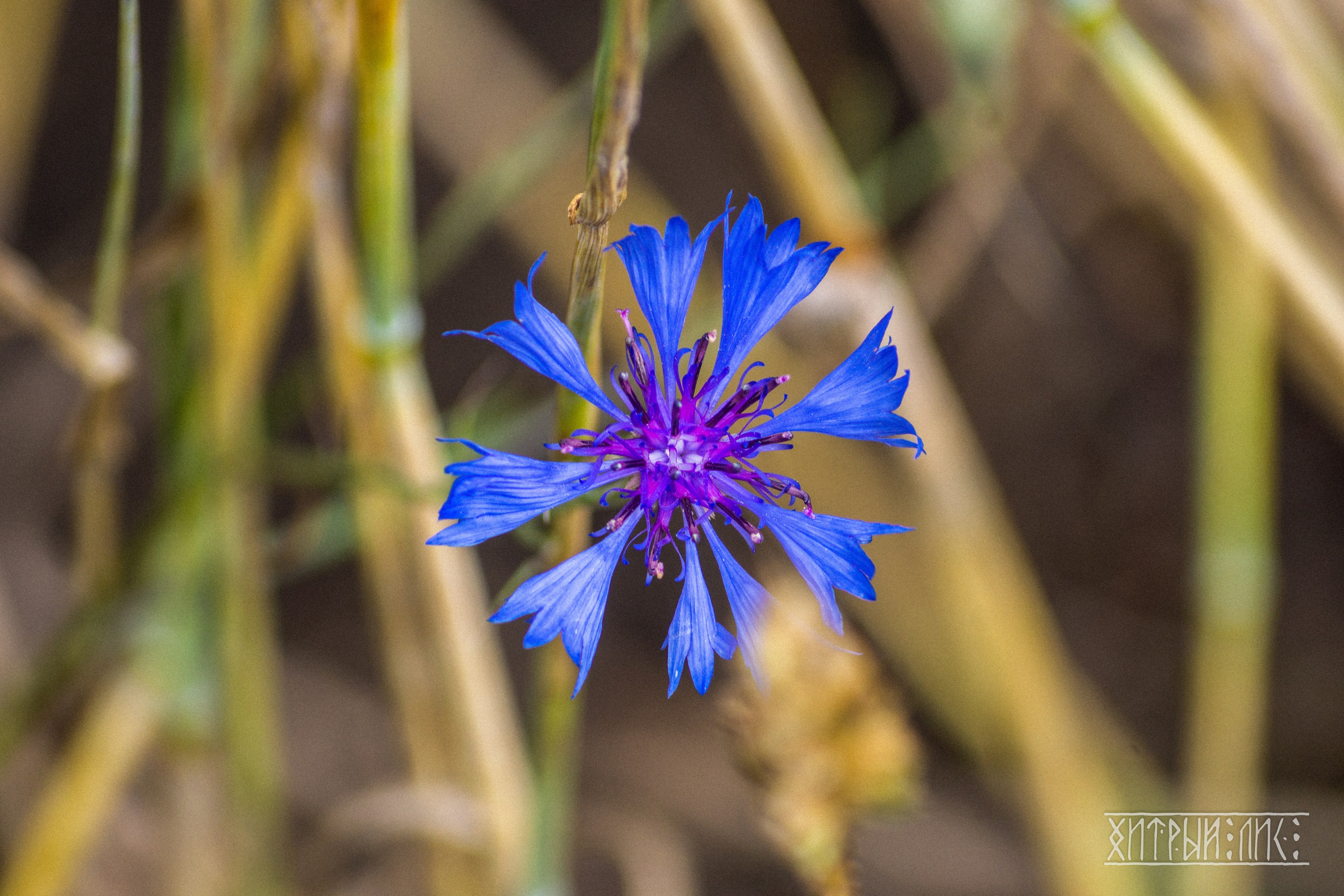 Беларусь. Фотограф-путешественник Самойлов Максим «Sly Fox»