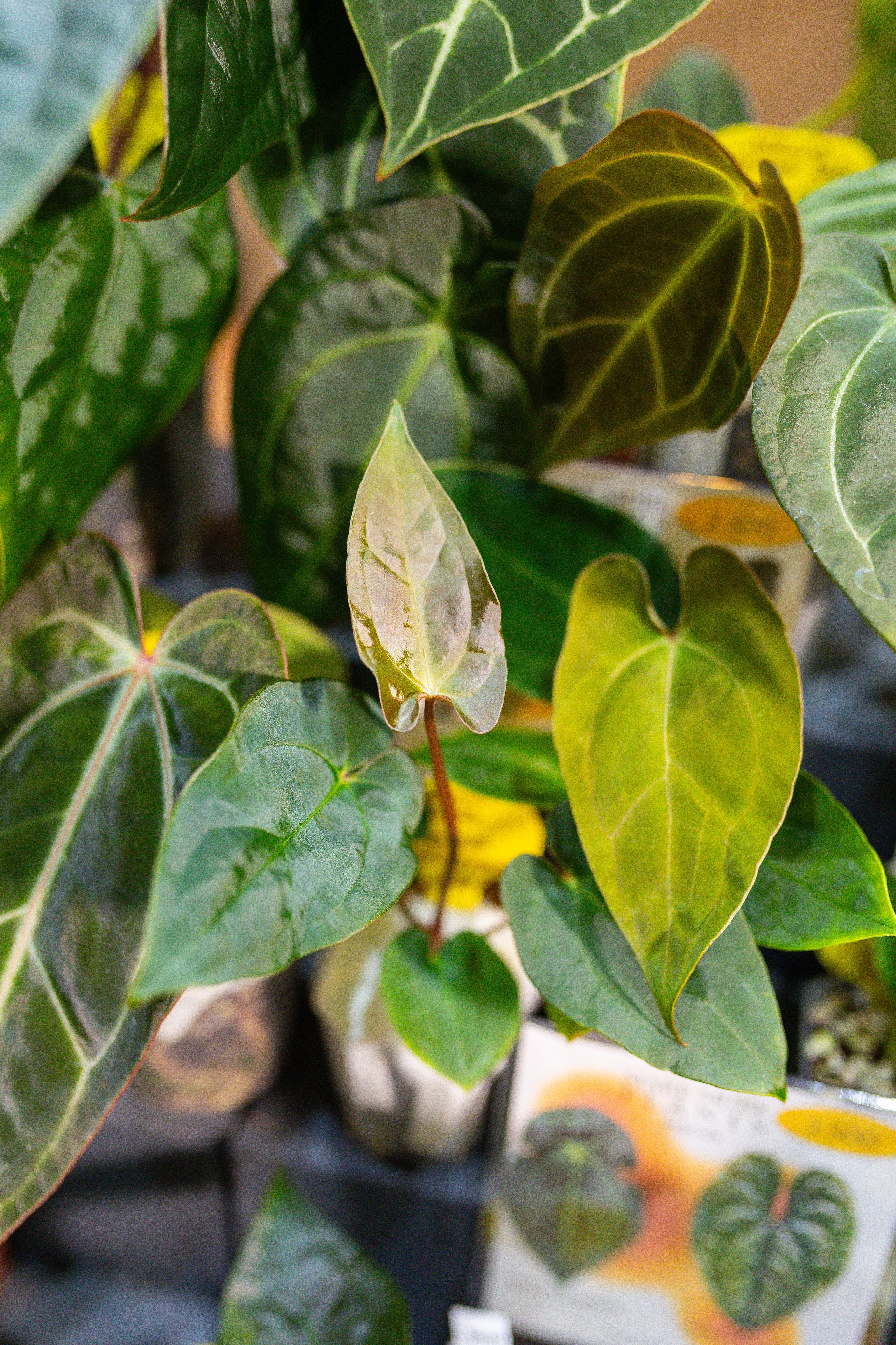 Монстериум 11–12 октября. Александра Куликова фотограф, Москва