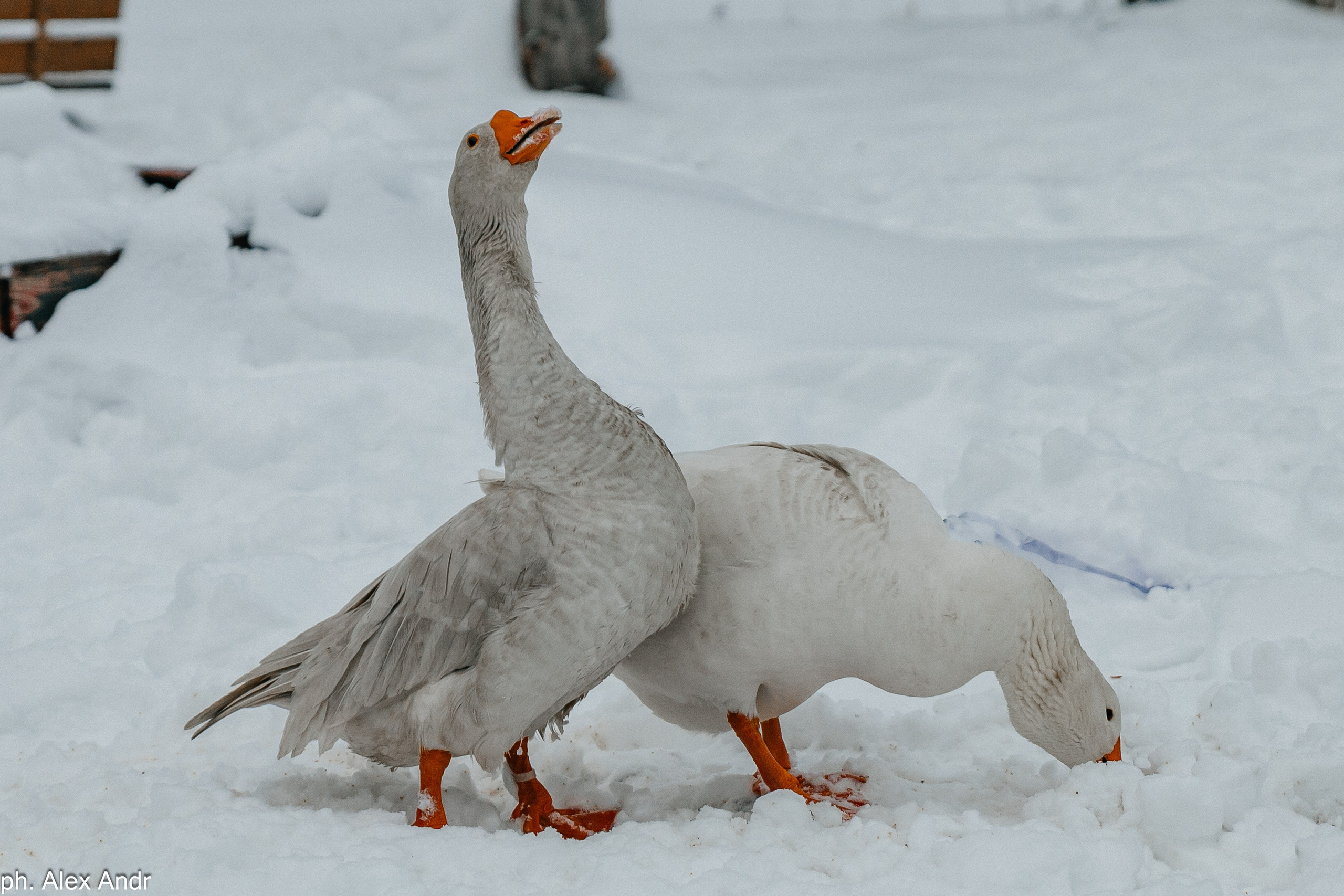 Alex Andr фотограф Москва и МО