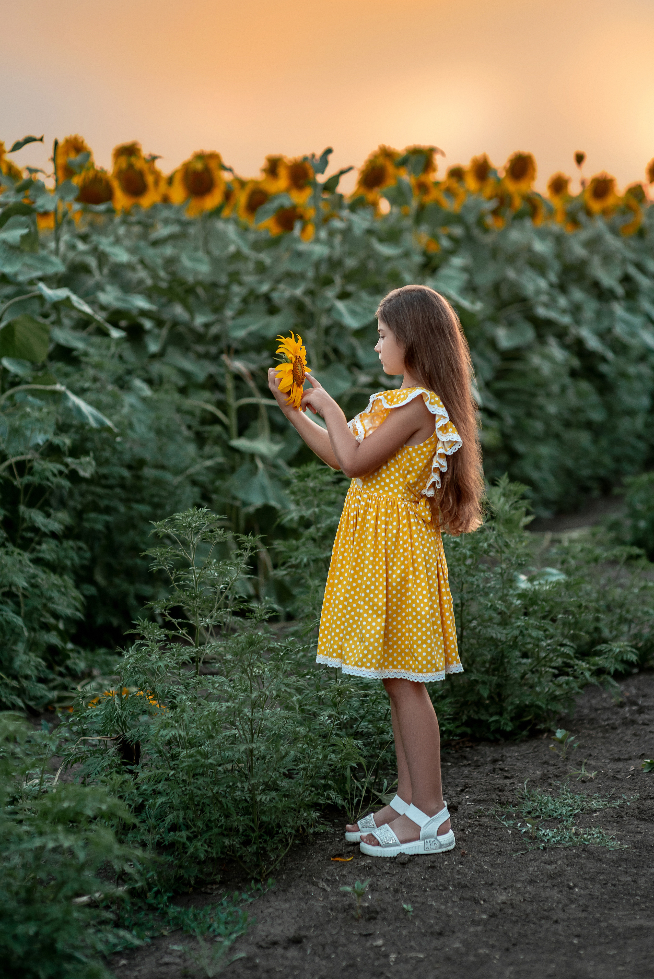 Семейная съемка в подсолнухах. Семейный и детский фотограф Наталья Горда