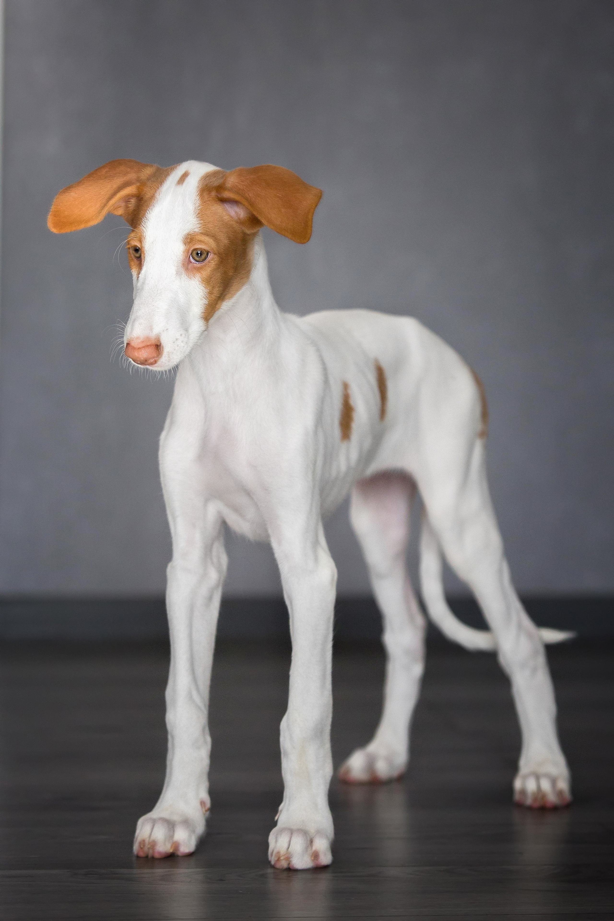 Поденко Ибиценко. Https://moshkovaphoto.ru/