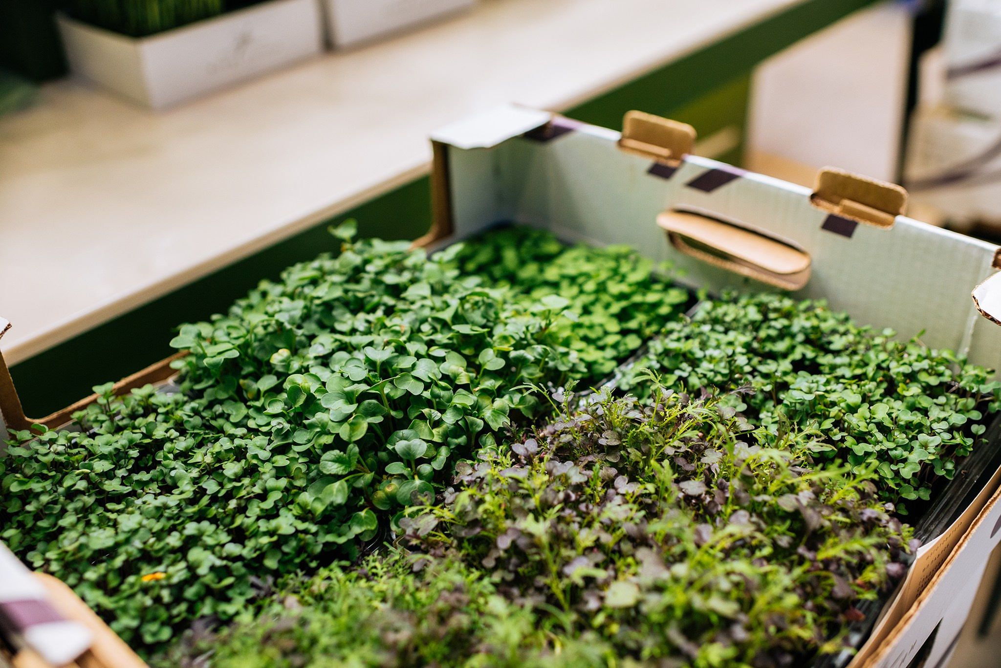 ЖИВЫЕ СПЕЦИИ. Микрозелень и Съедобные цветы. Репортажный фотограф в Санкт-Петербурге Анастасия Клёпова