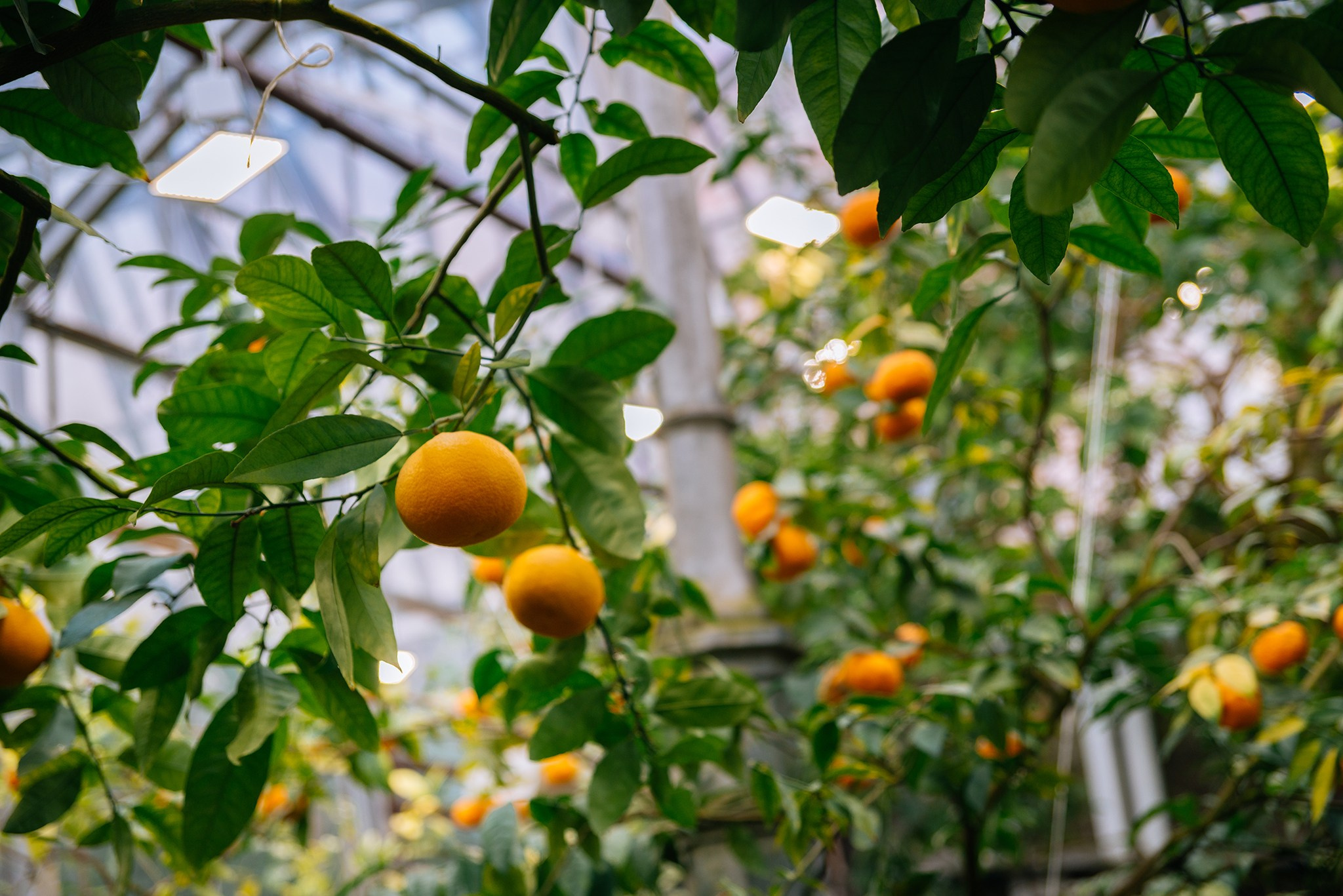 Ботанический сад. Субтропический маршрут. Март 26. Репортажный фотограф в Санкт-Петербурге Анастасия Клёпова